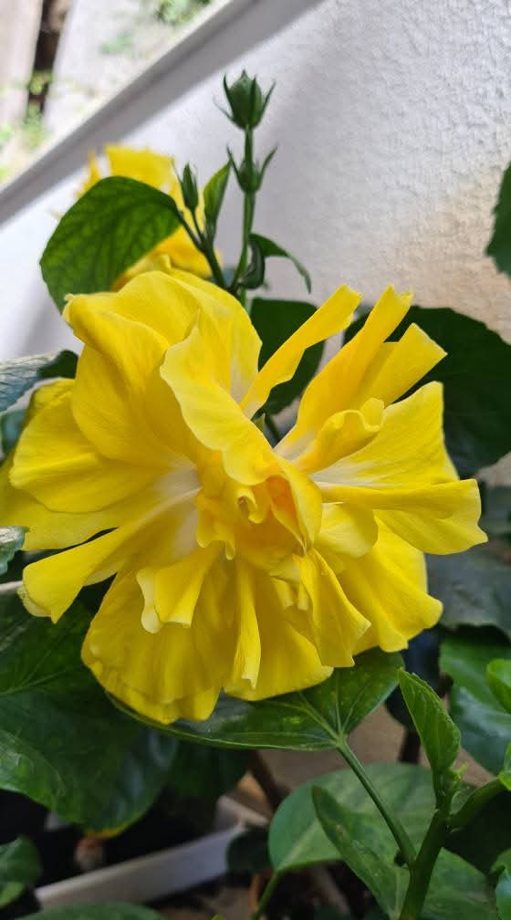 Full Moon — Rosa Sinensis from Madeira's hybrid hibiscus nursery