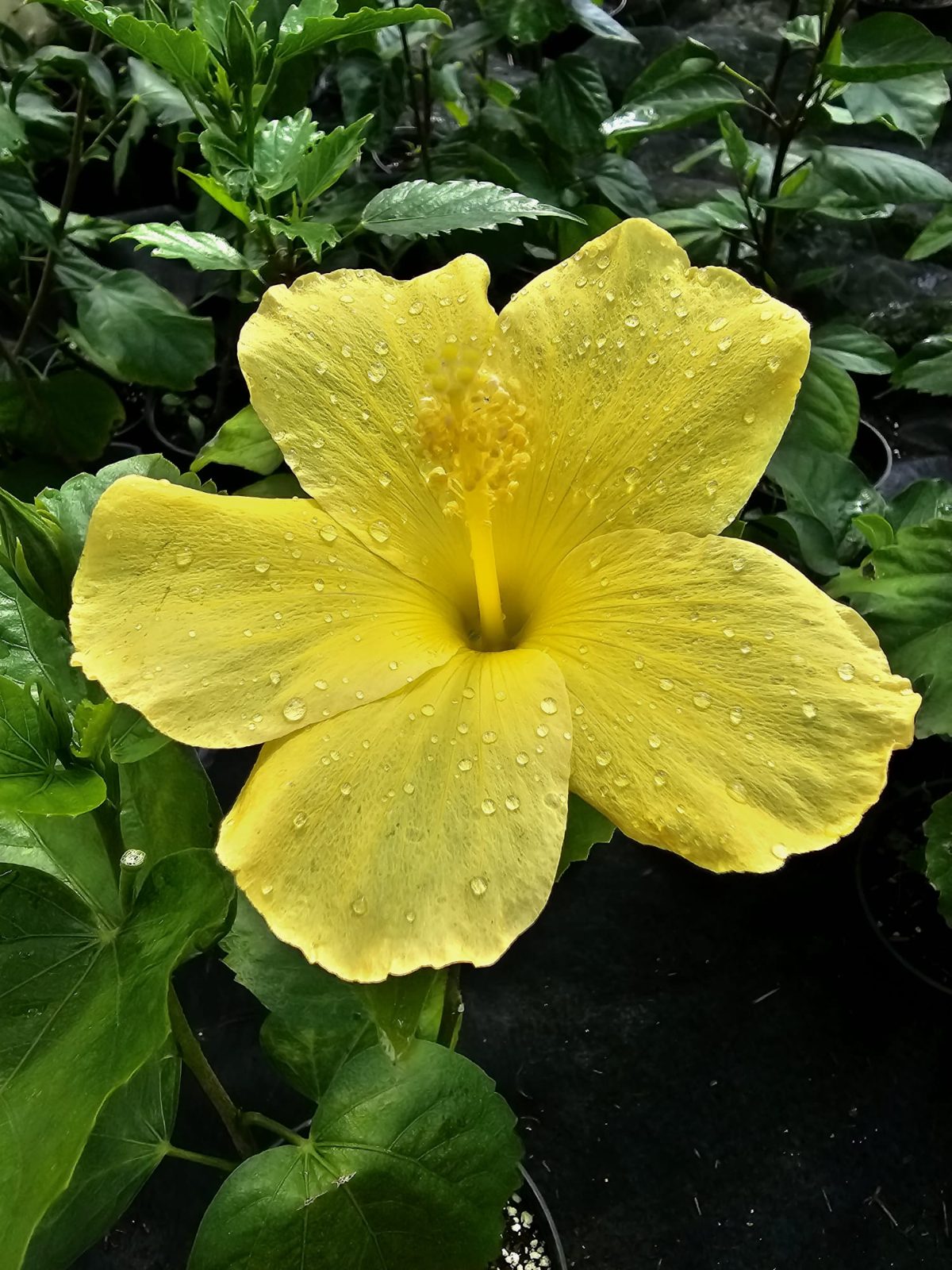 Butterfly — Rosa Sinensis from Madeira's hybrid hibiscus nursery