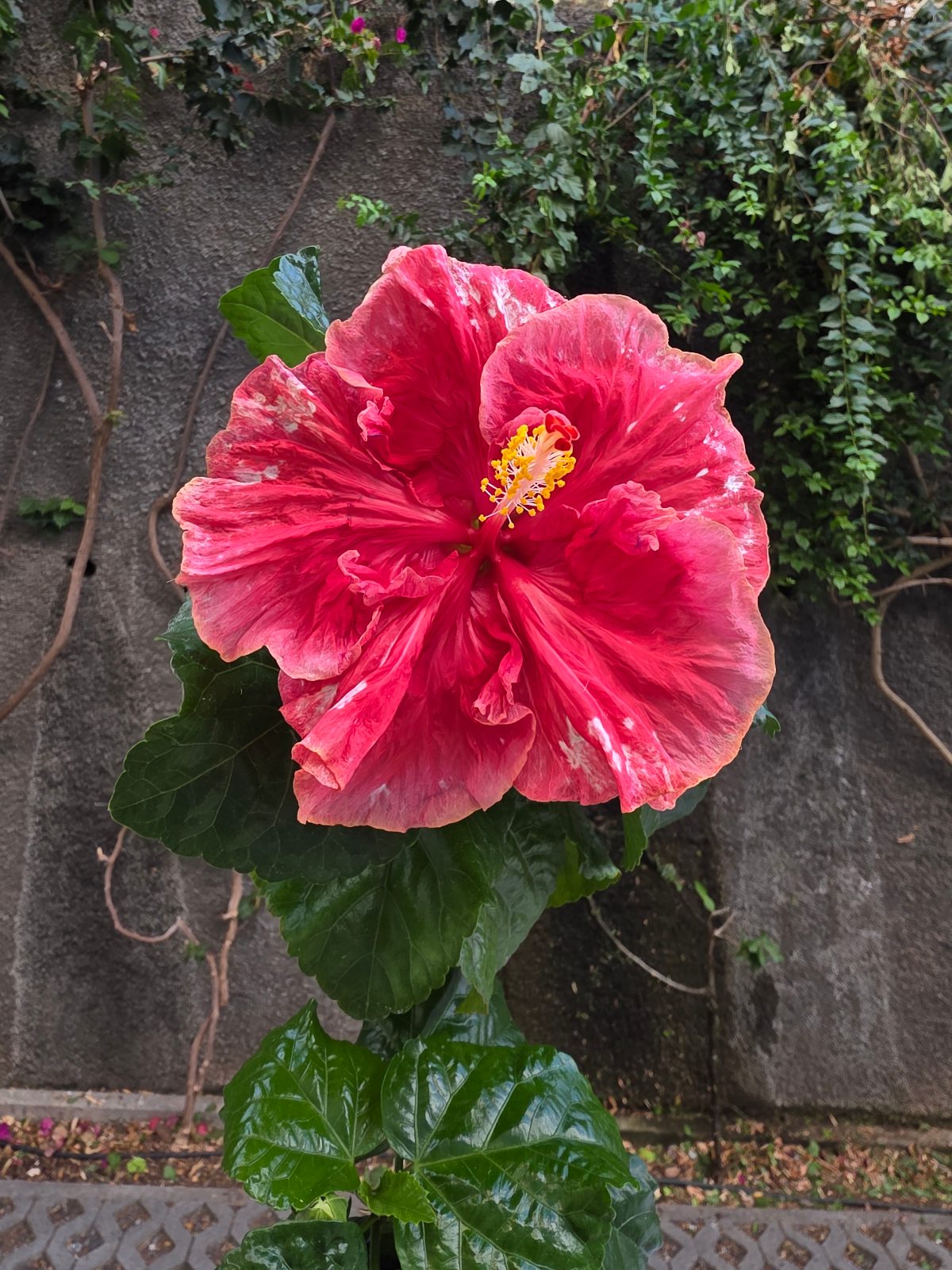 Russian Azard — Hybrid Hibiscus from Madeira's hybrid hibiscus nursery