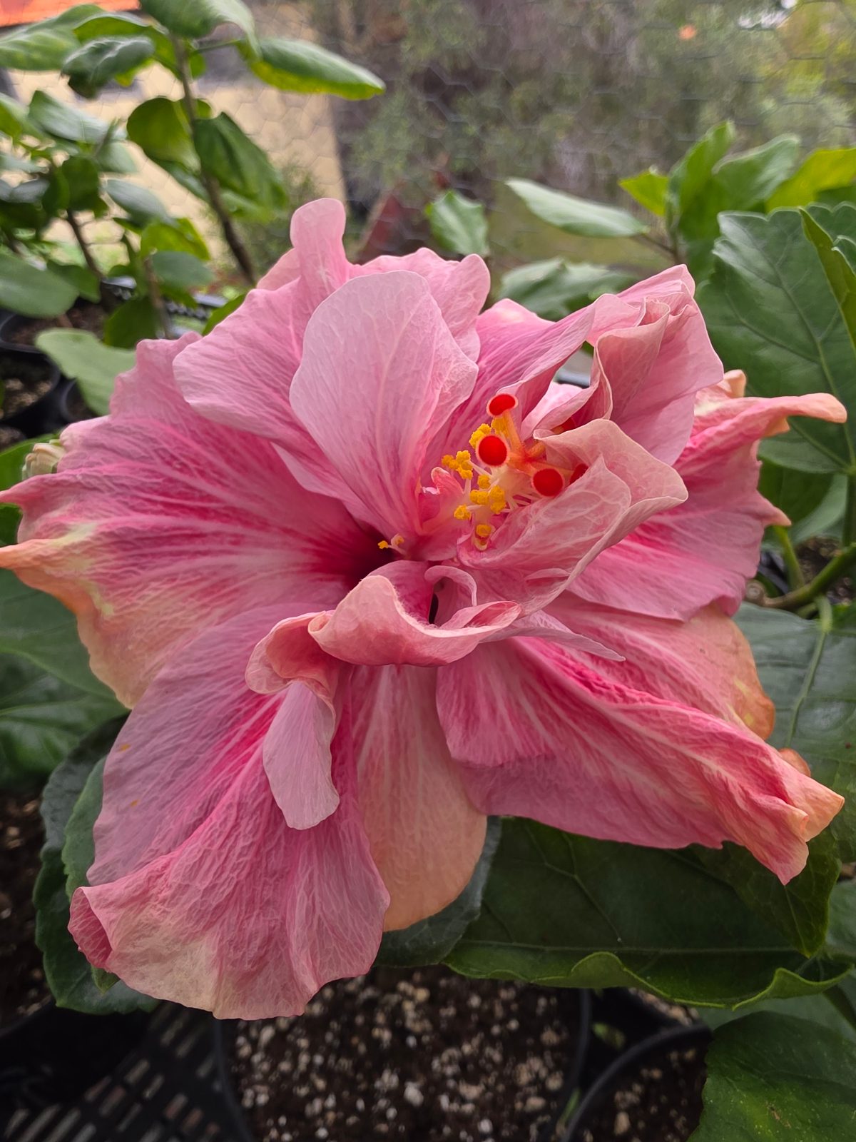 Shueishalian Pomegranate Skirt — Hybrid Hibiscus from Madeira's hybrid hibiscus nursery
