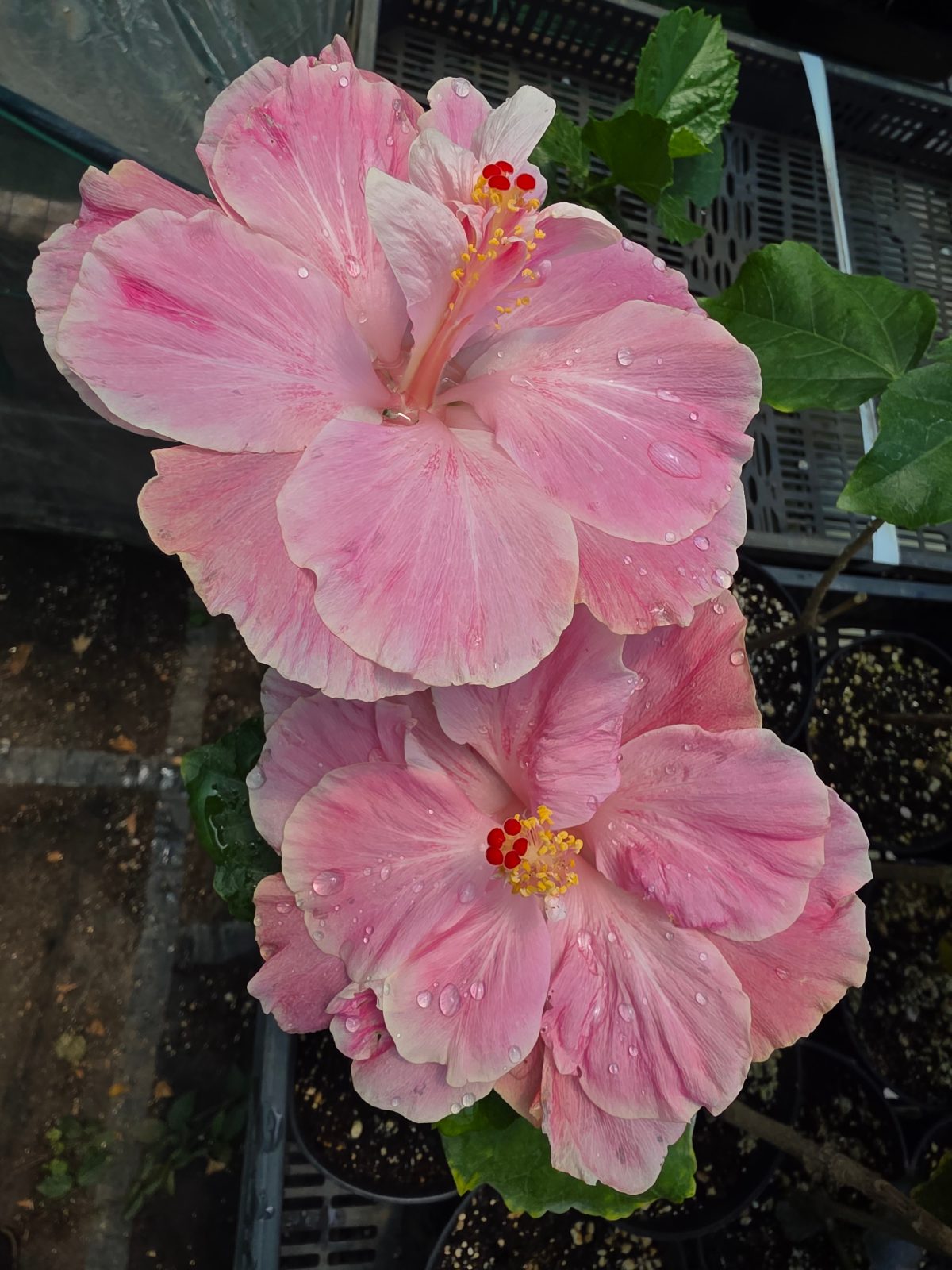 Topsy Turvey — Hybrid Hibiscus from Madeira's hybrid hibiscus nursery