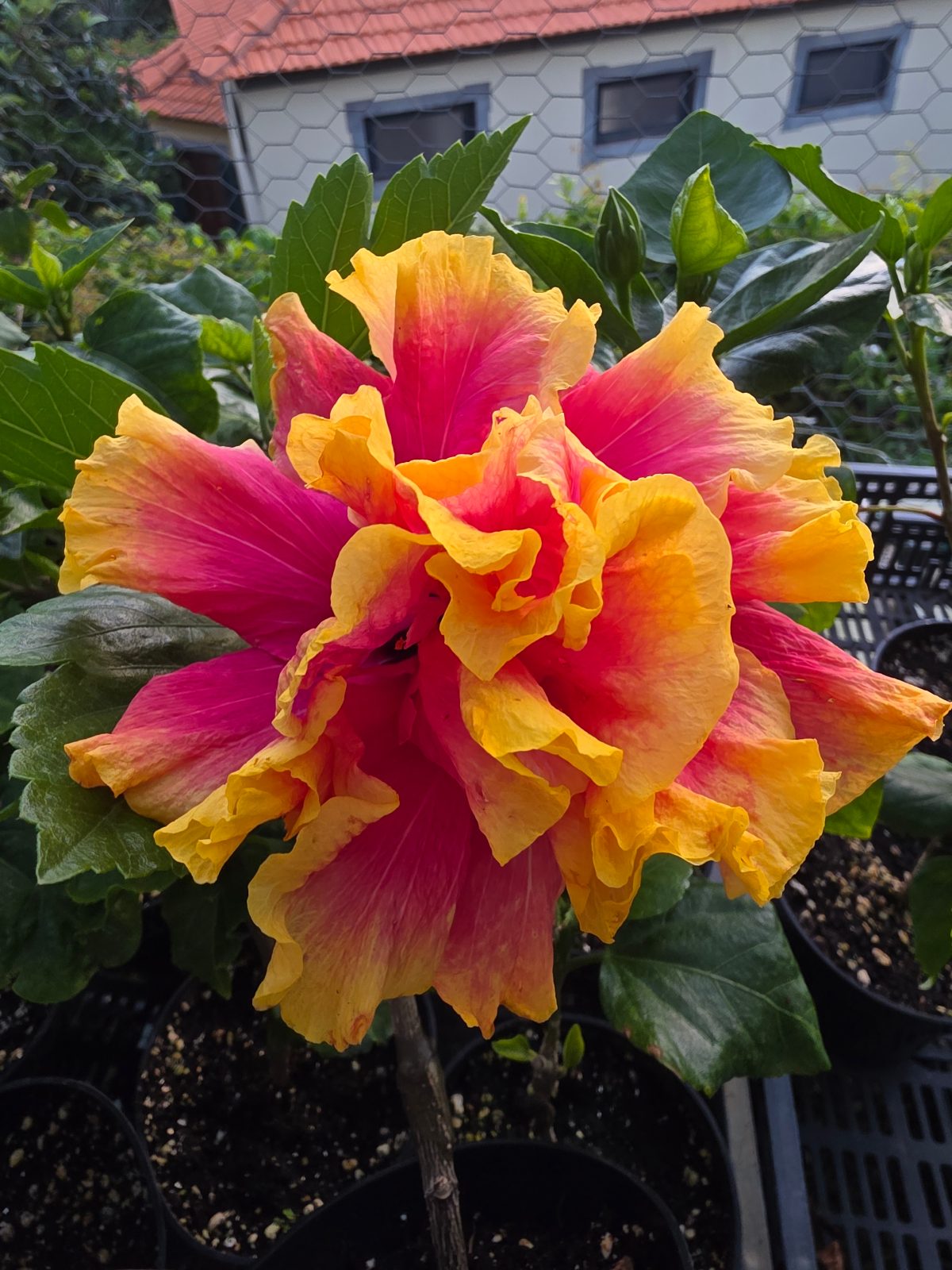 Shueishalian Beautiful Lady — Hybrid Hibiscus from Madeira's hybrid hibiscus nursery