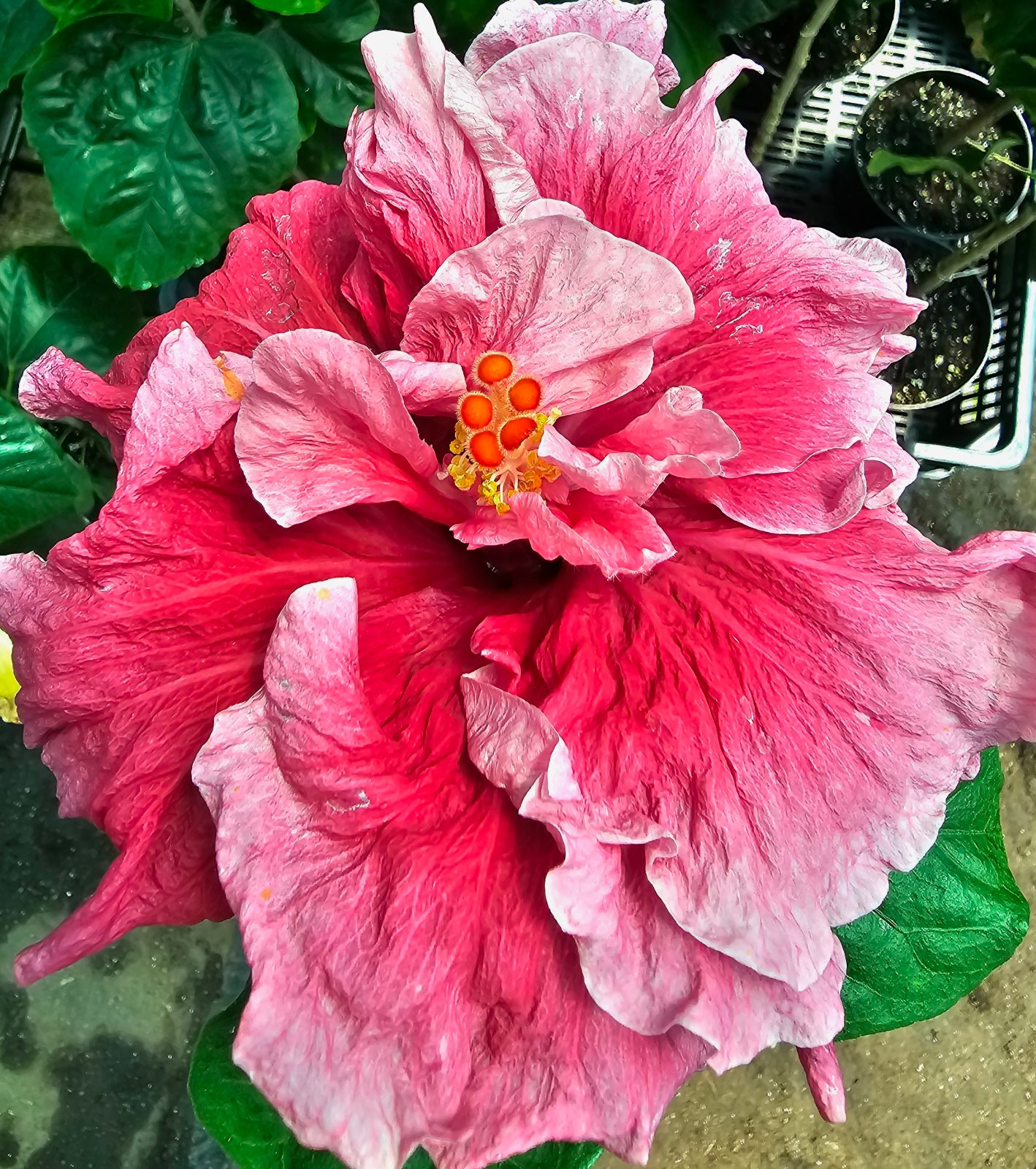 Early Morning — Hybrid Hibiscus from Madeira's hybrid hibiscus nursery