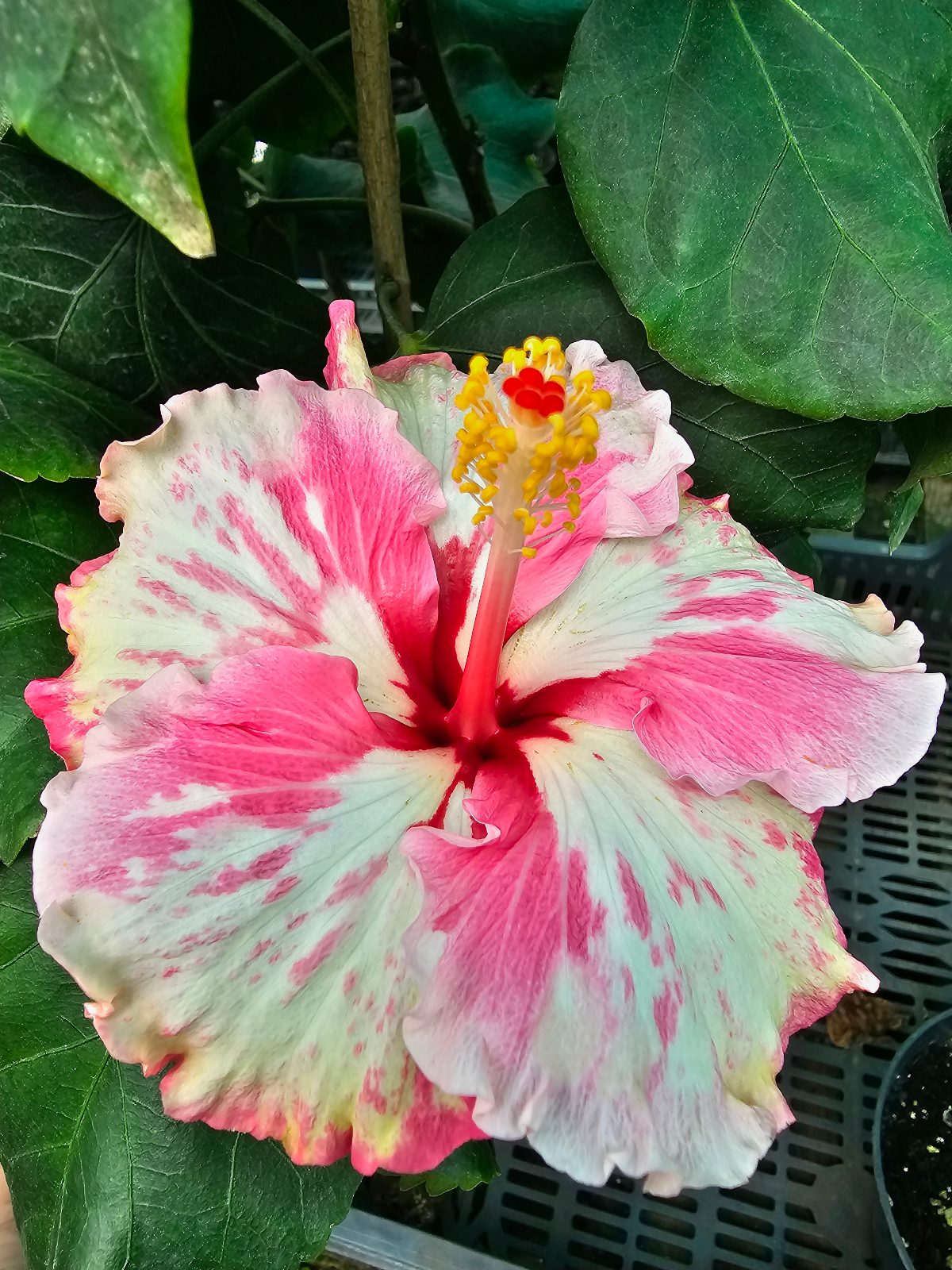 Zoey — Hybrid Hibiscus from Madeira's hybrid hibiscus nursery