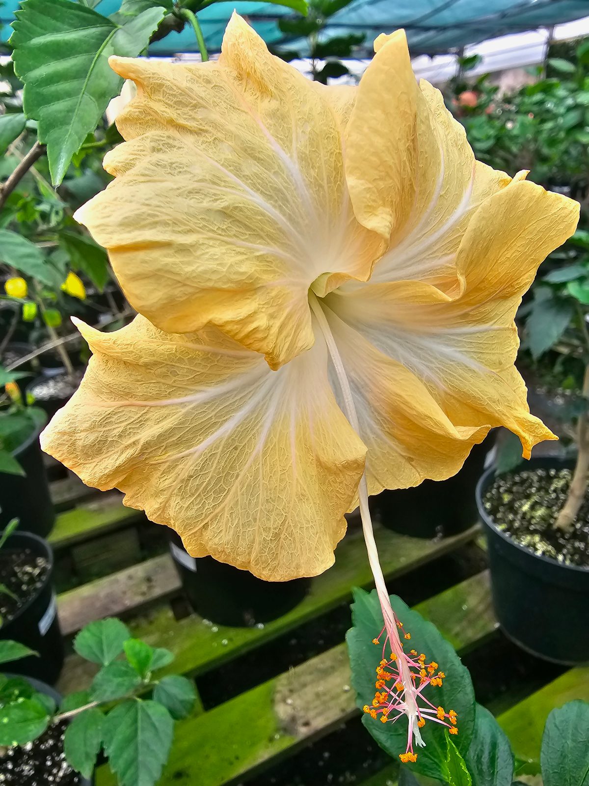 Cream Lady — Rosa Sinensis from Madeira's hybrid hibiscus nursery