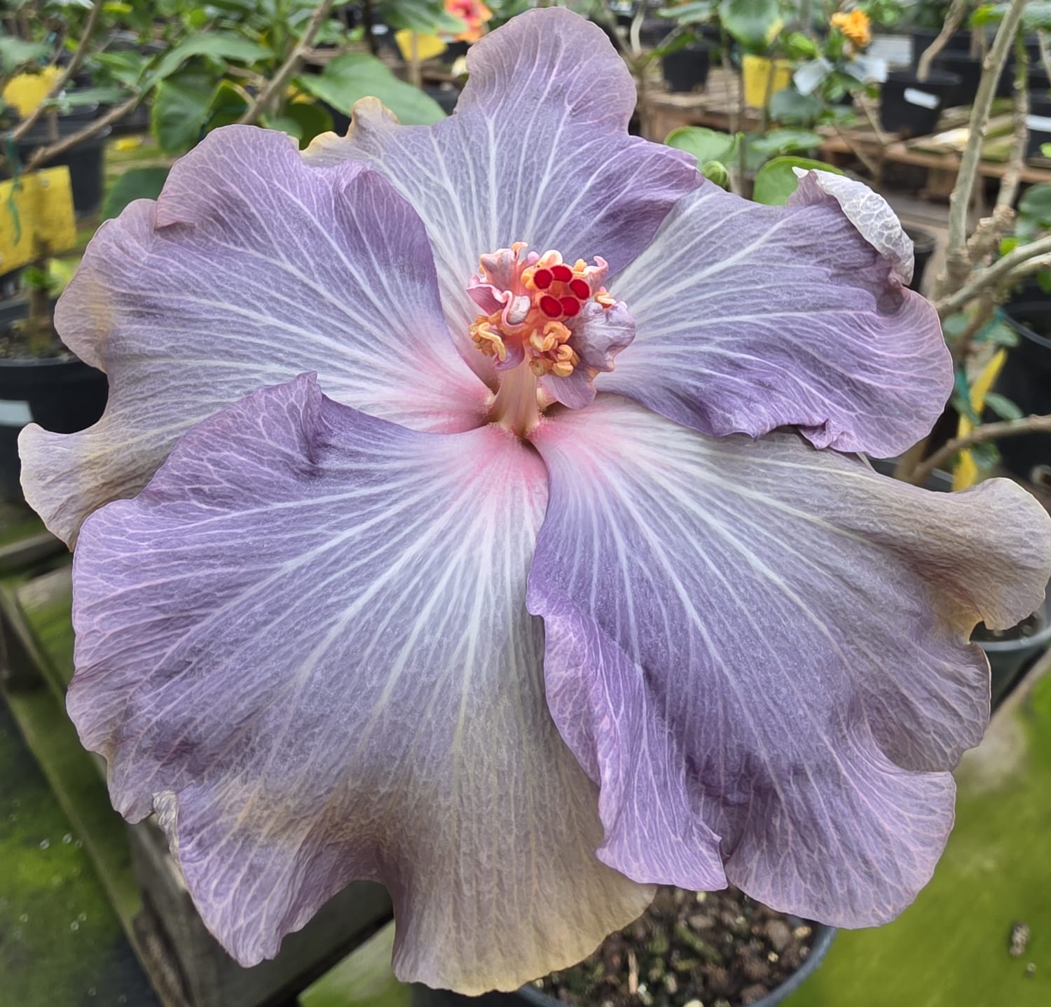 Madeira Jeans — Hybrid Hibiscus from Madeira's hybrid hibiscus nursery