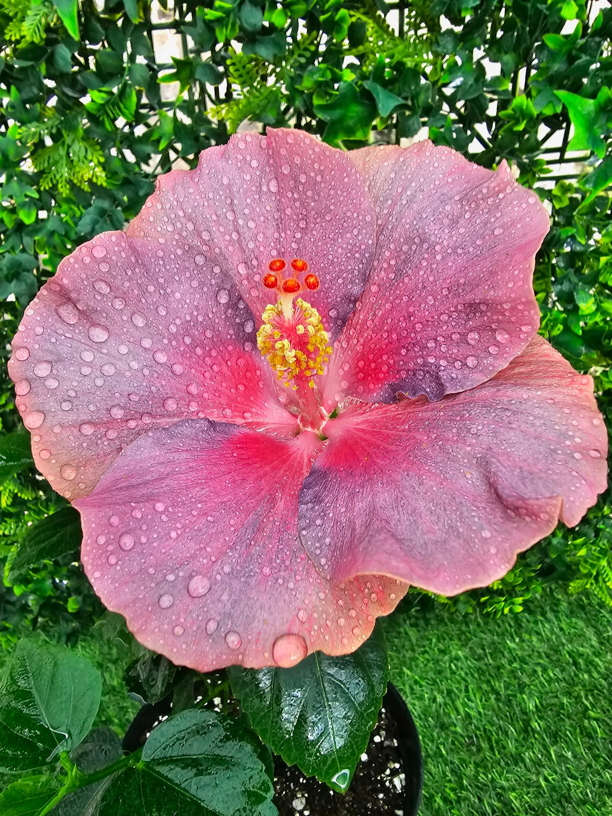 BoDen lilac Princess — Hybrid Hibiscus from Madeira's hybrid hibiscus nursery