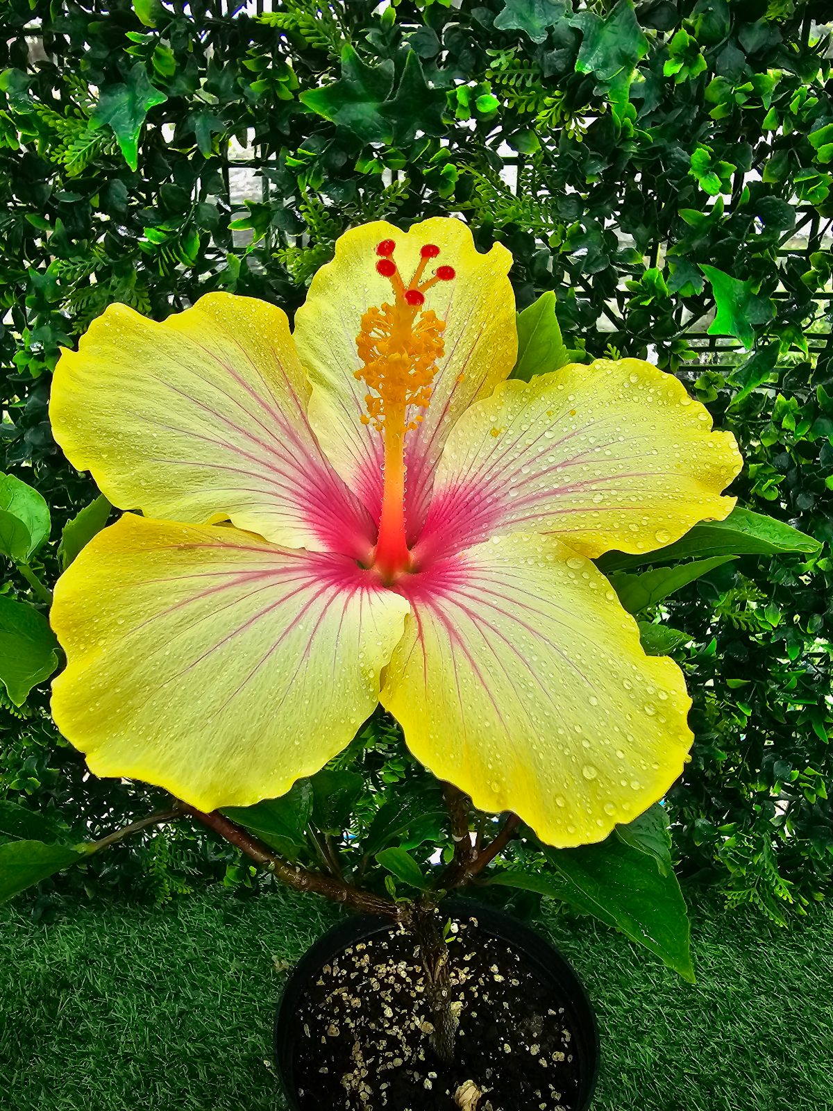 Cocktail — Rosa Sinensis from Madeira's hybrid hibiscus nursery
