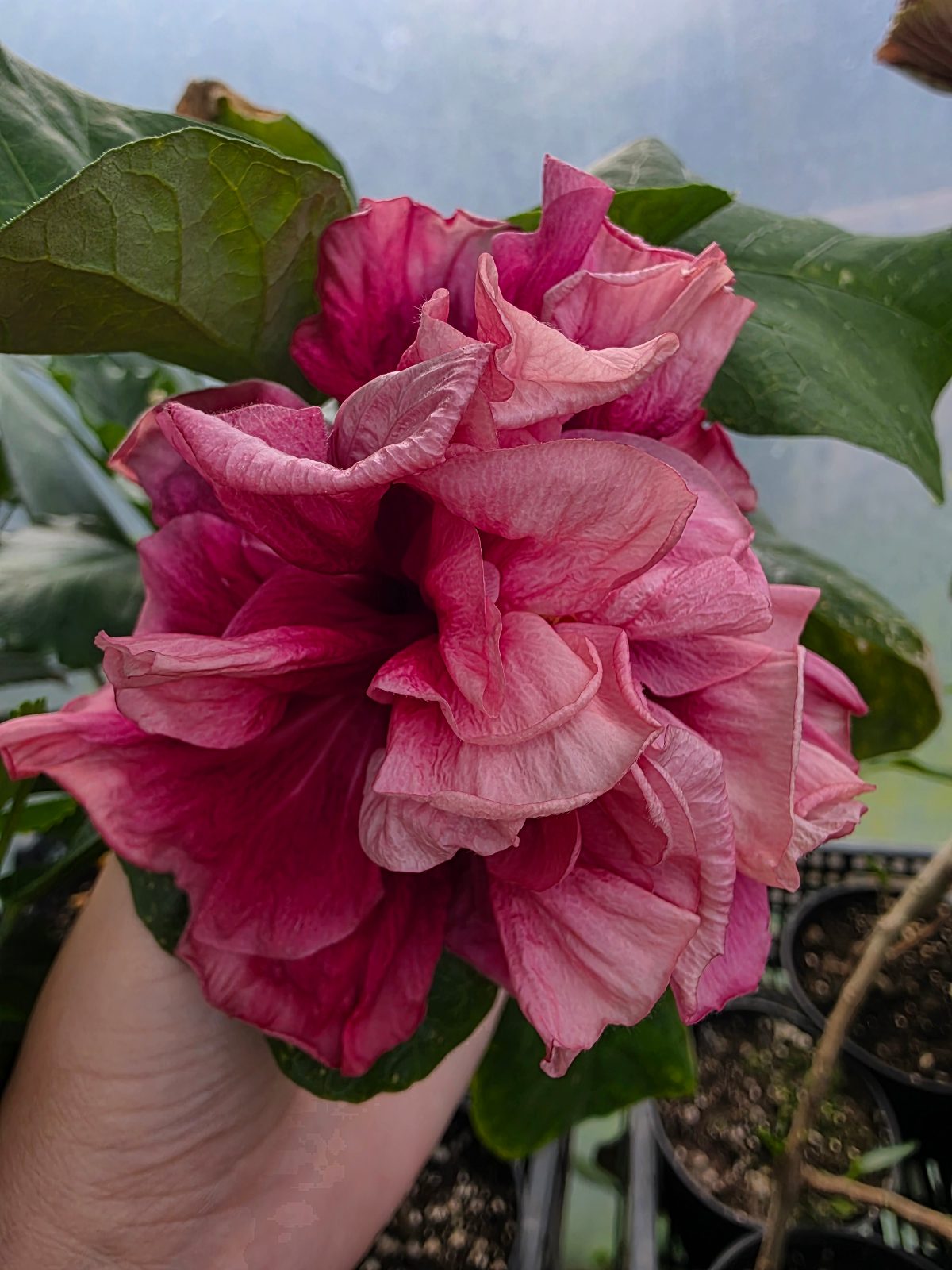 Prima Ballerina — Hybrid Hibiscus from Madeira's hybrid hibiscus nursery