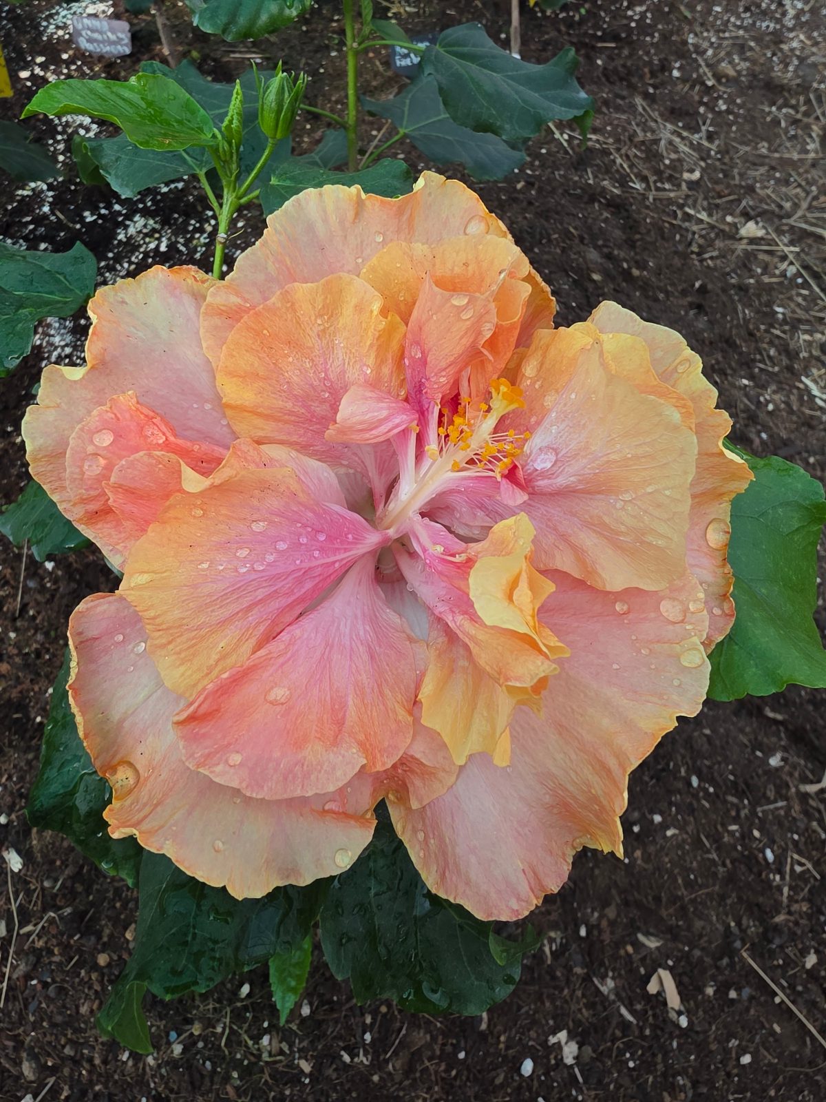 Fruit Mousse — Hybrid Hibiscus from Madeira's hybrid hibiscus nursery