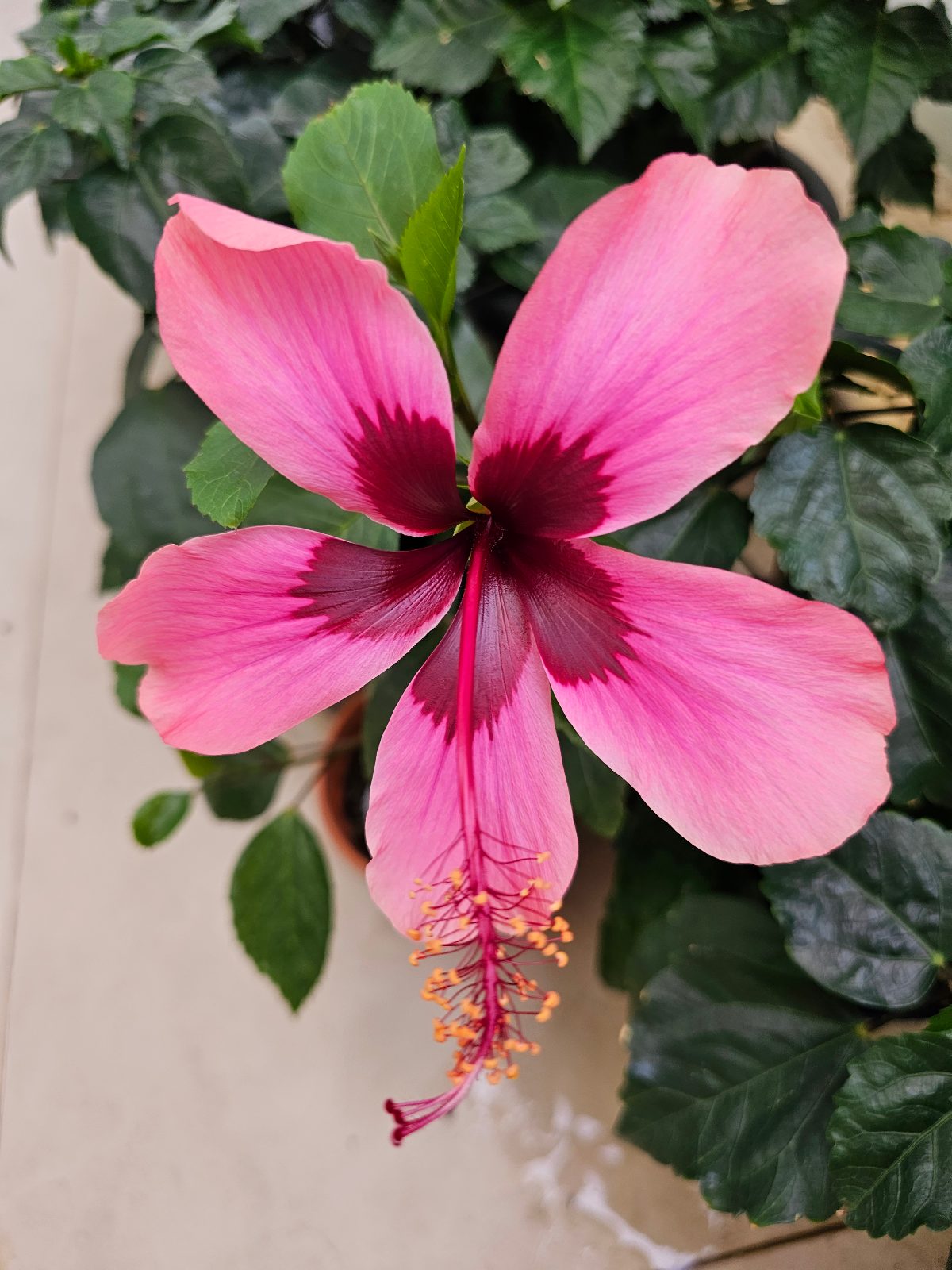 Fiji Island — Rosa Sinensis from Madeira's hybrid hibiscus nursery