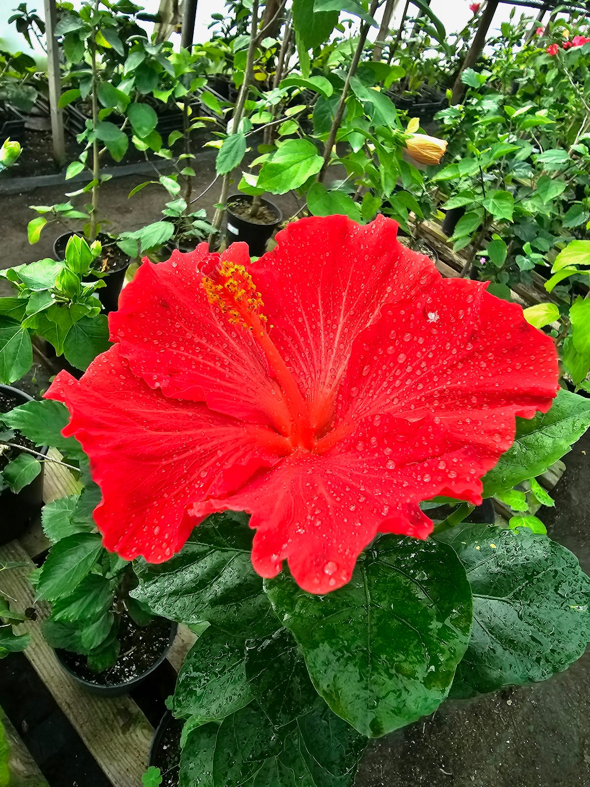 Deep Red — Rosa Sinensis from Madeira's hybrid hibiscus nursery