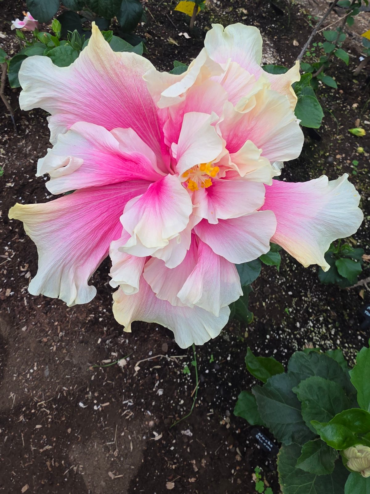 Amber Suzanne — Hybrid Hibiscus from Madeira's hybrid hibiscus nursery