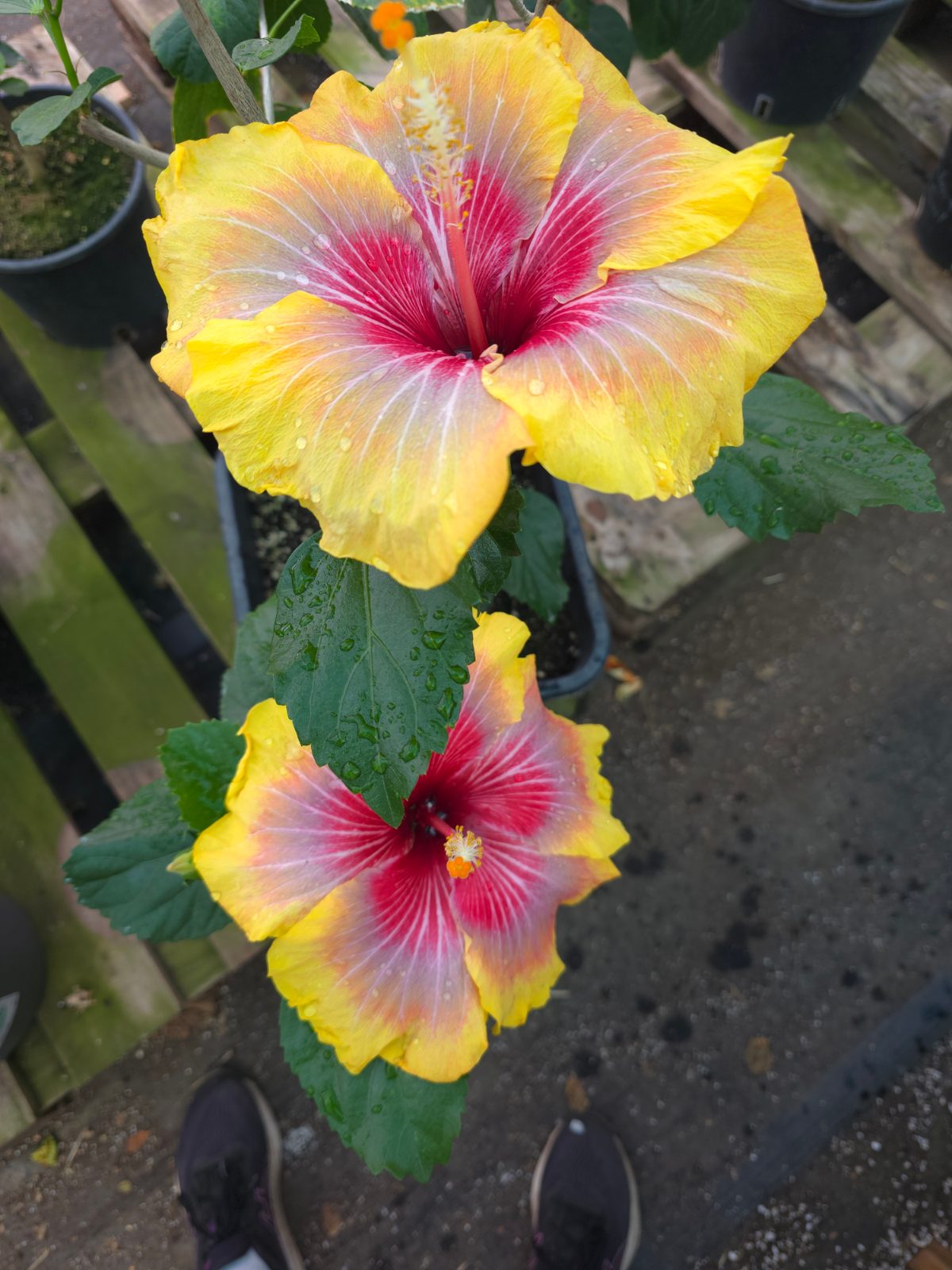 Provocative — Hybrid Hibiscus from Madeira's hybrid hibiscus nursery
