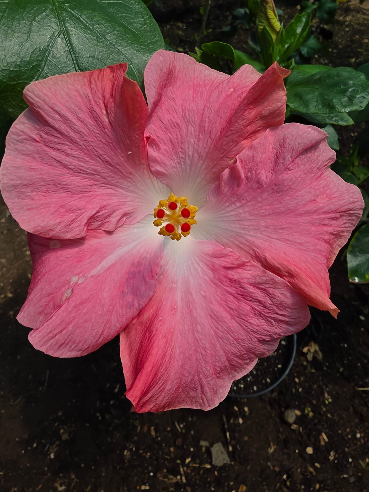 Pink Flamingo — Hybrid Hibiscus from Madeira's hybrid hibiscus nursery