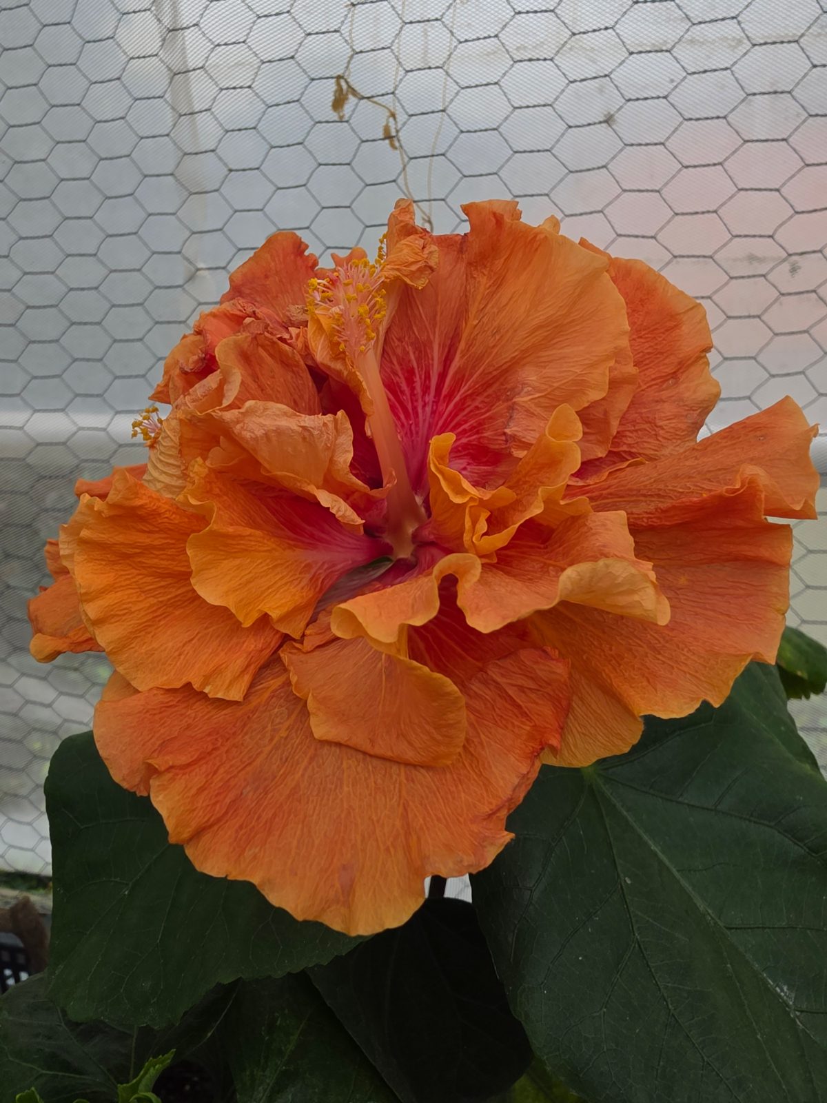 Magic Moments — Hybrid Hibiscus from Madeira's hybrid hibiscus nursery