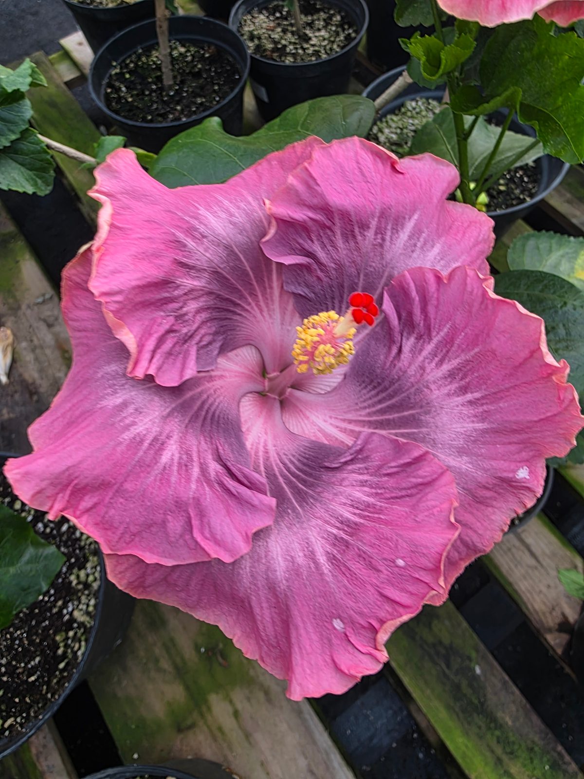 Taiwan Merlin Monroe — Hybrid Hibiscus from Madeira's hybrid hibiscus nursery