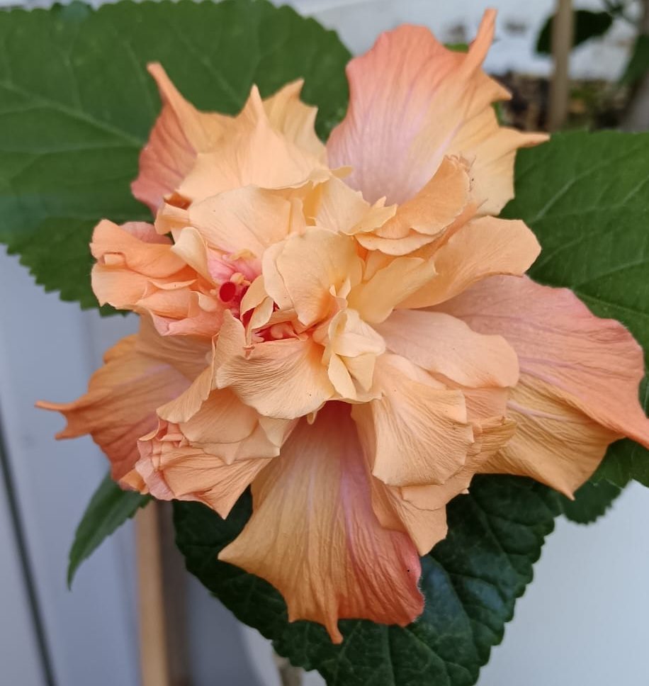 apricot cream double — Rosa Sinensis from Madeira's hybrid hibiscus nursery