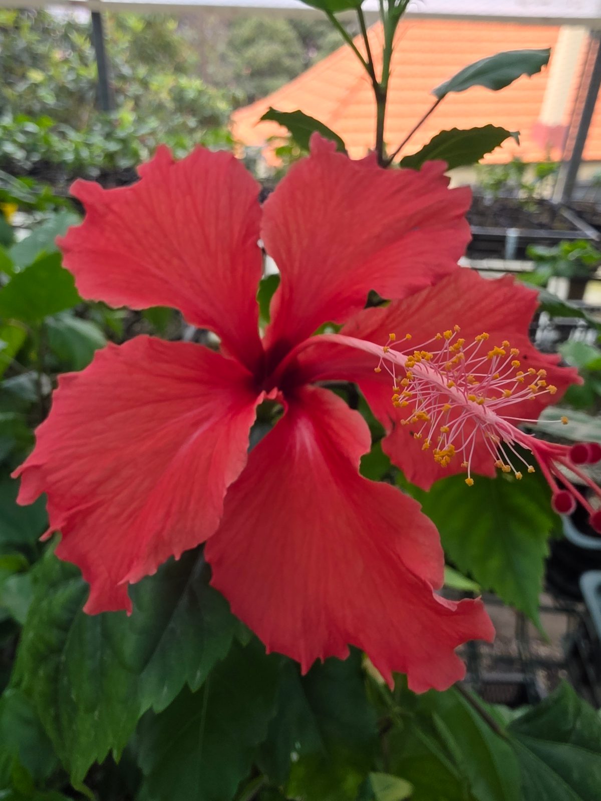 Psyche — Rosa Sinensis from Madeira's hybrid hibiscus nursery