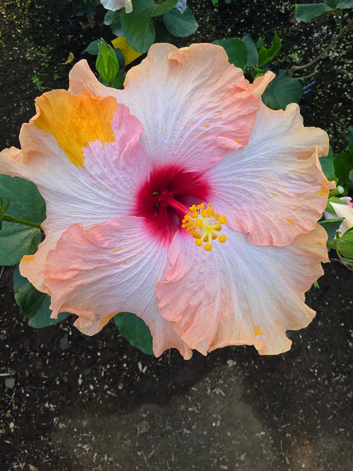 Monet — Hybrid Hibiscus from Madeira's hybrid hibiscus nursery