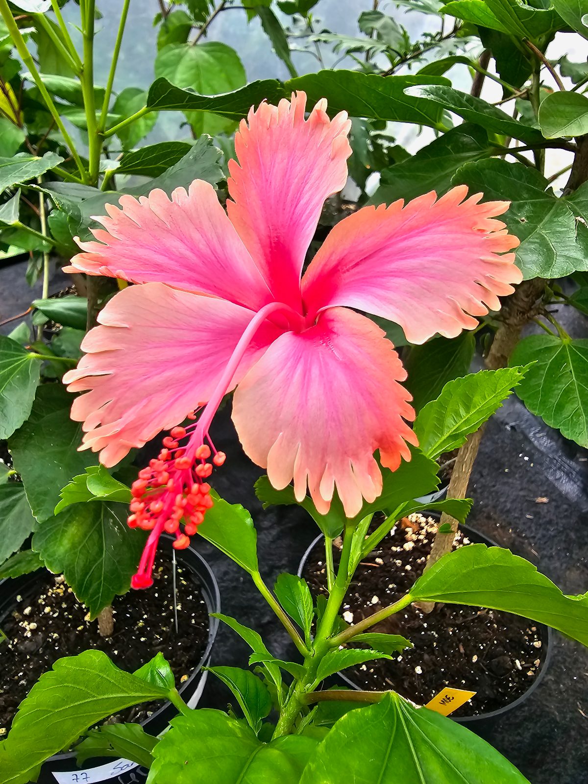 Hawaiian Salmon — Rosa Sinensis from Madeira's hybrid hibiscus nursery