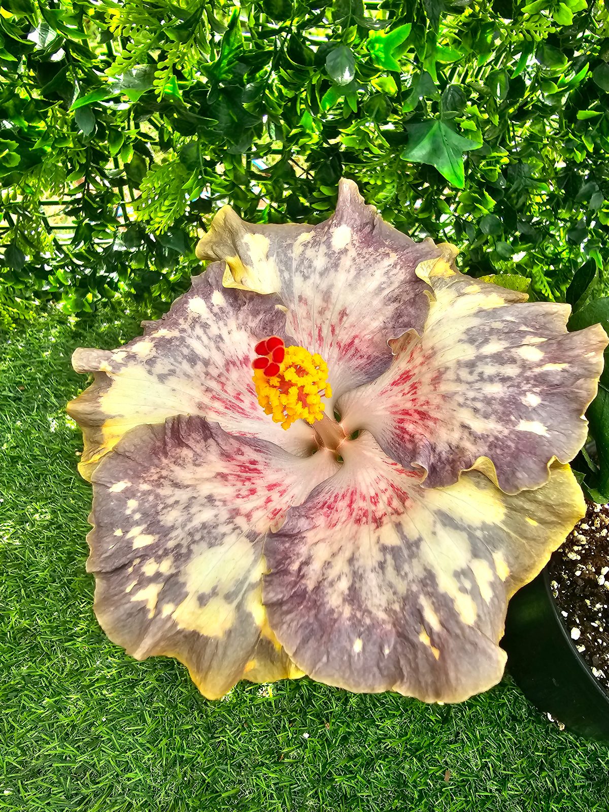 LUV Monet — Hybrid Hibiscus from Madeira's hybrid hibiscus nursery