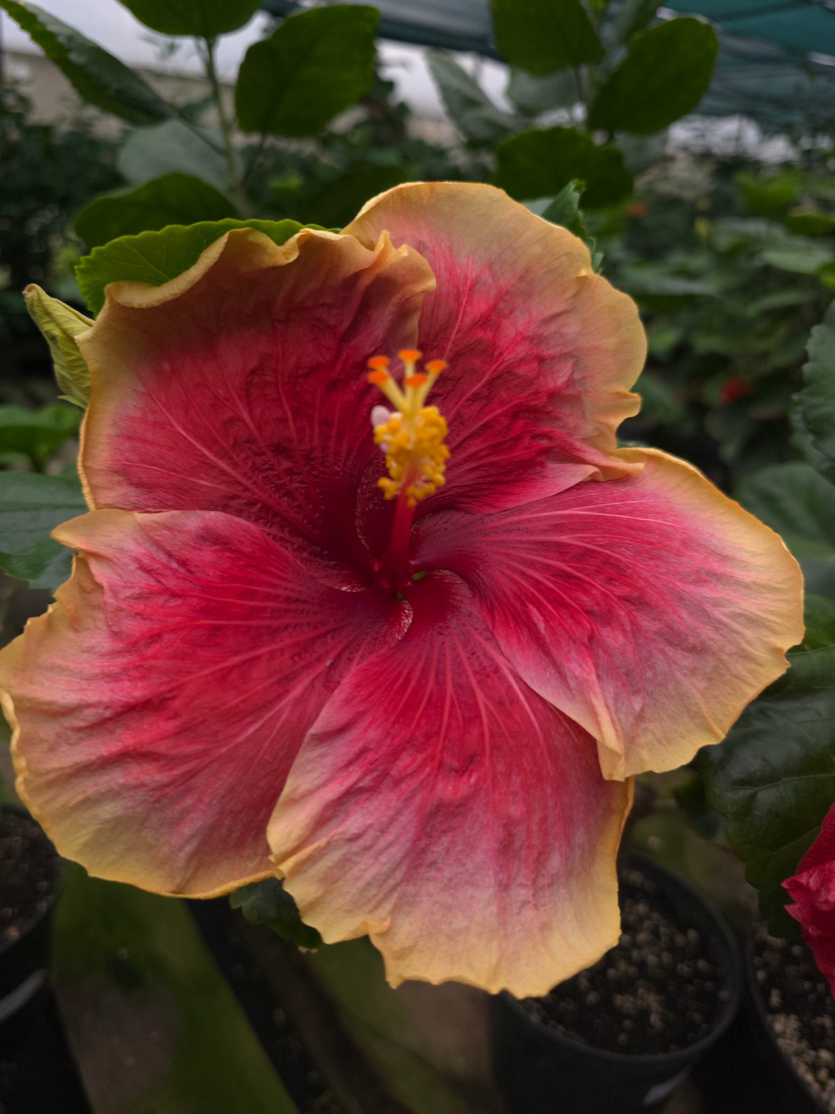 Vampire Dance — Hybrid Hibiscus from Madeira's hybrid hibiscus nursery