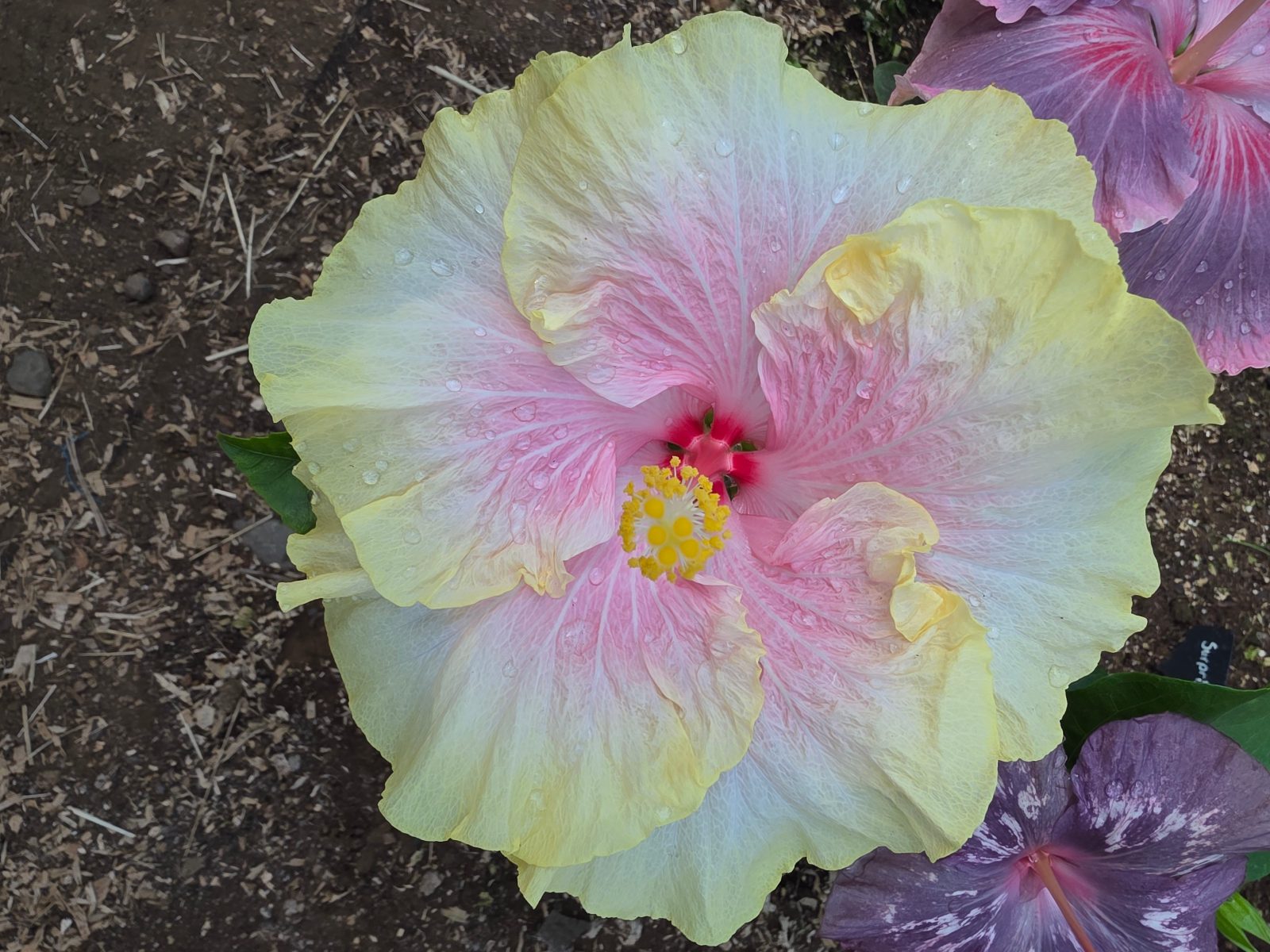 Cajun Princess — Hybrid Hibiscus from Madeira's hybrid hibiscus nursery