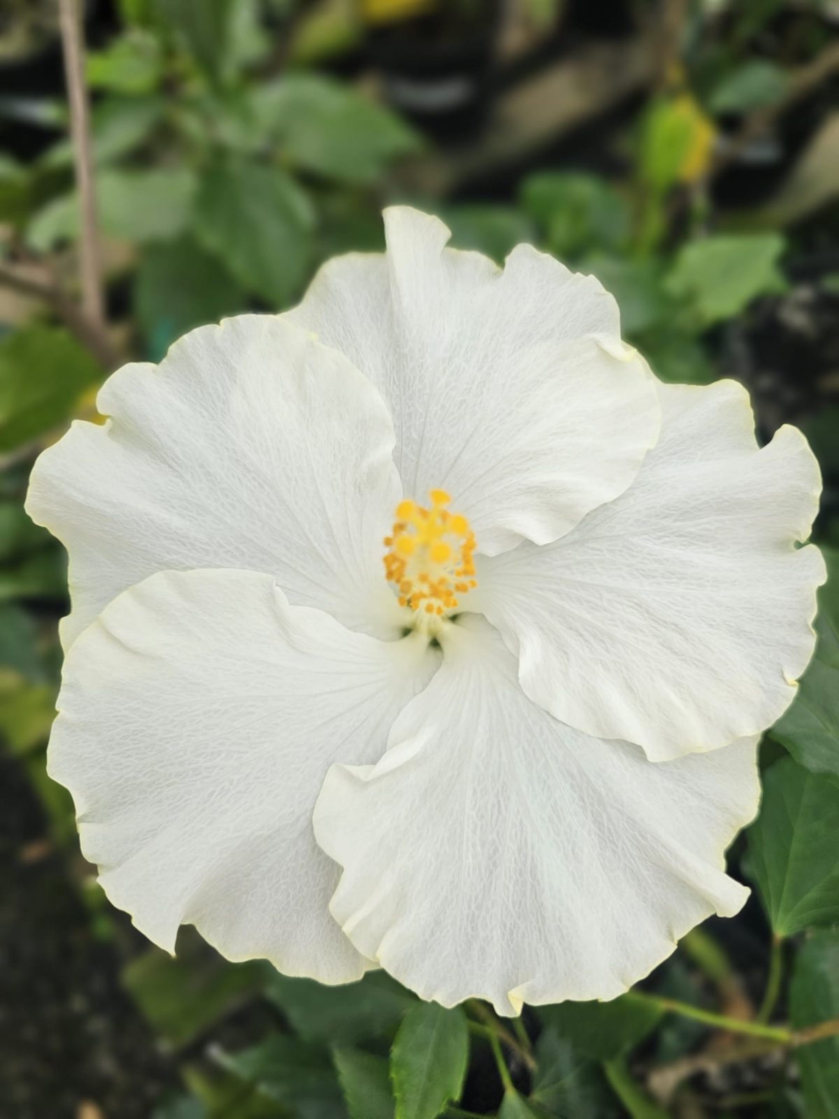 San Remo — Rosa Sinensis from Madeira's hybrid hibiscus nursery