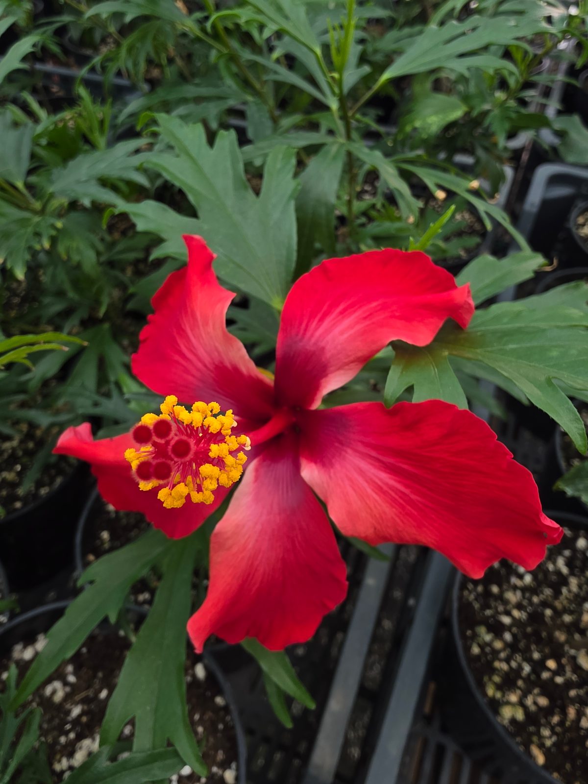 Christmas Dreams — Rosa Sinensis from Madeira's hybrid hibiscus nursery