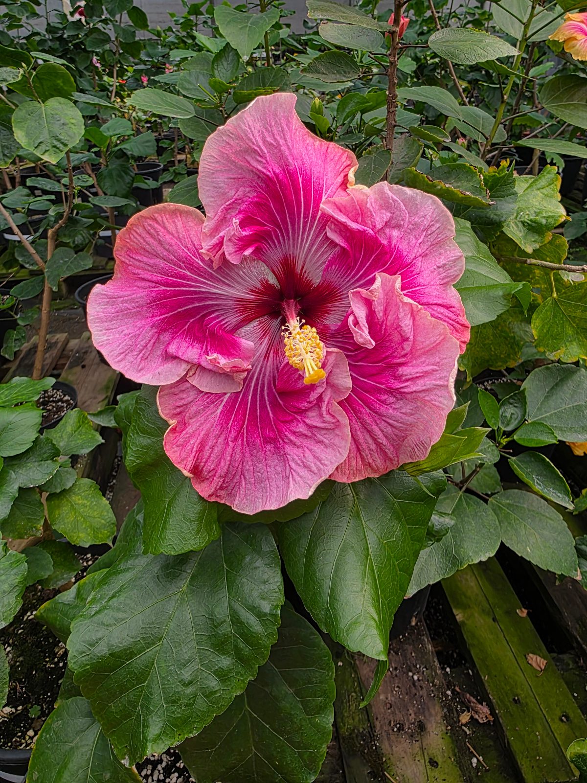 Dream about Tahiti — Hybrid Hibiscus from Madeira's hybrid hibiscus nursery