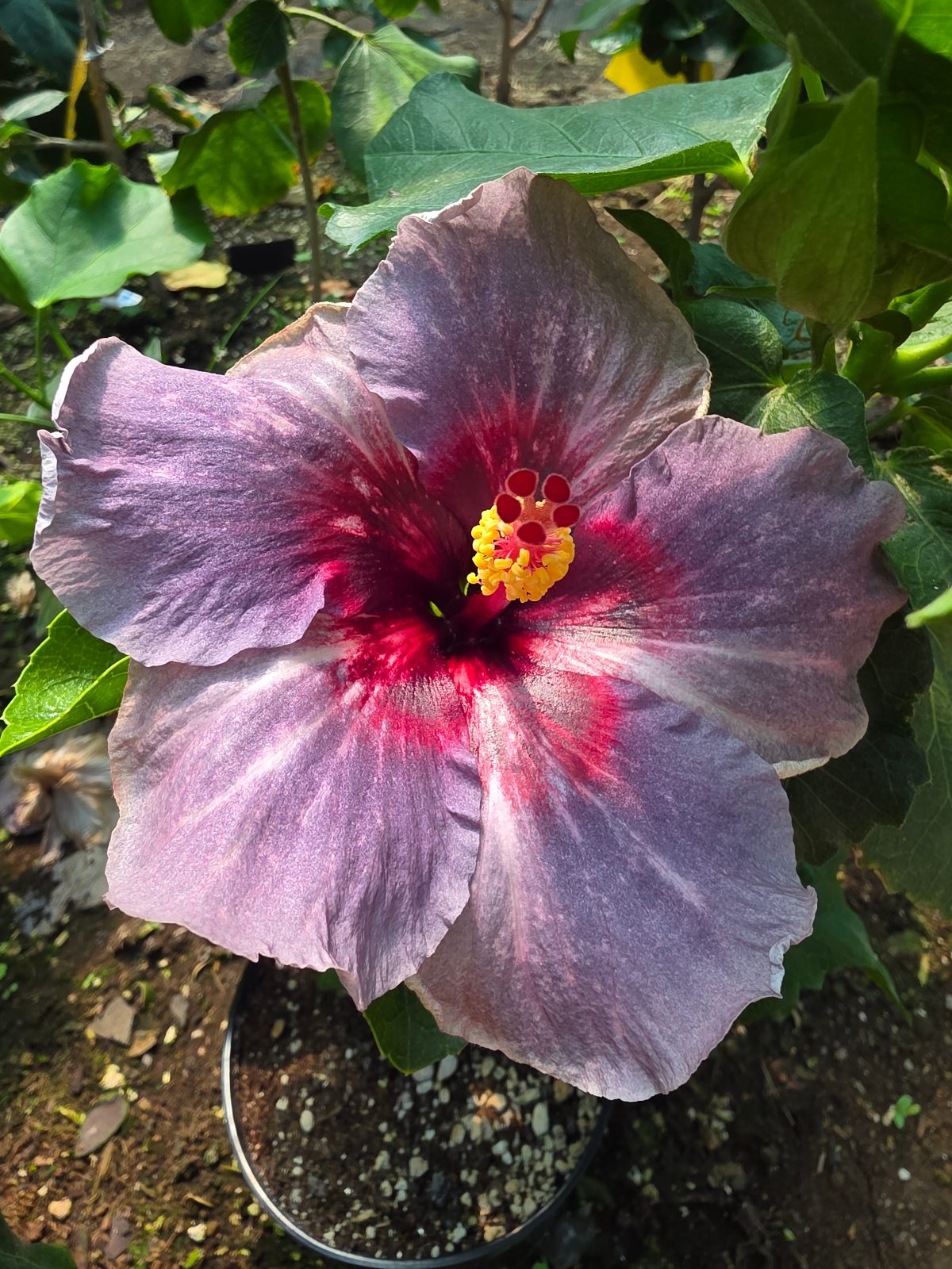 Drama Queen — Hybrid Hibiscus from Madeira's hybrid hibiscus nursery