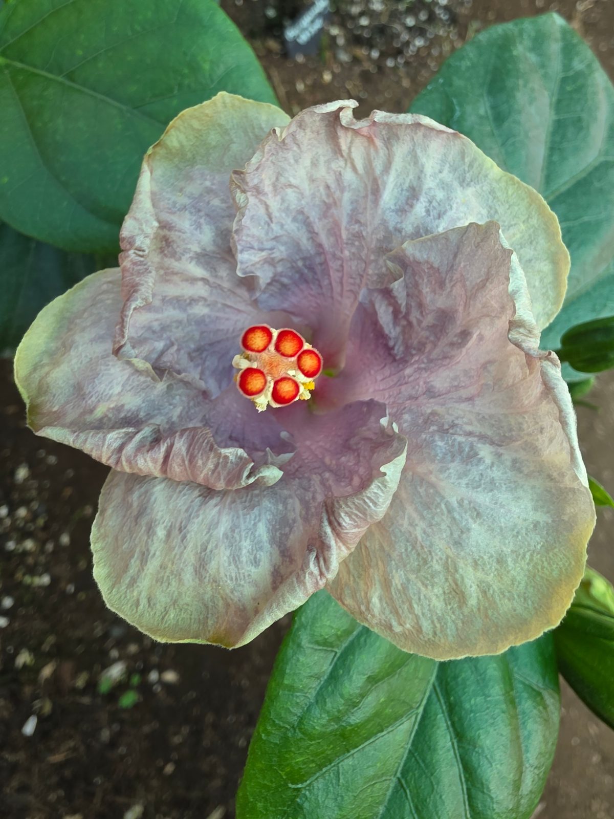 White Diamonds — Hybrid Hibiscus from Madeira's hybrid hibiscus nursery