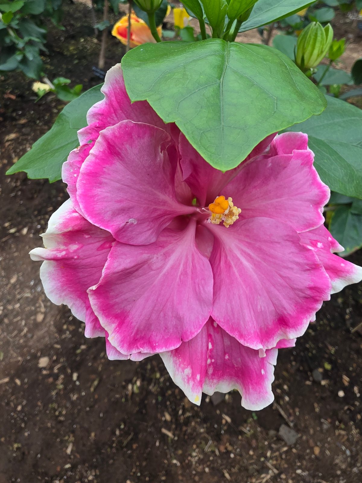 Sakuras Romantic Rose Petals — Hybrid Hibiscus from Madeira's hybrid hibiscus nursery