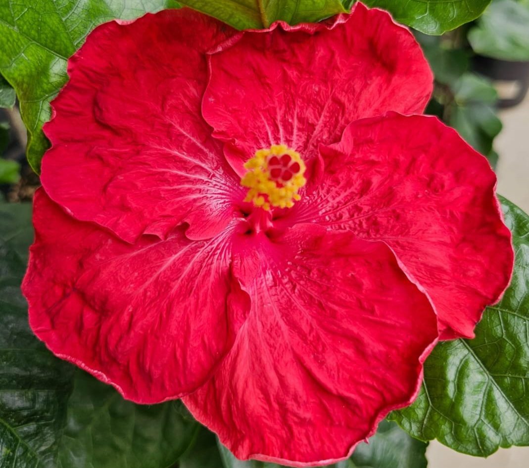 Catavki — Rosa Sinensis from Madeira's hybrid hibiscus nursery