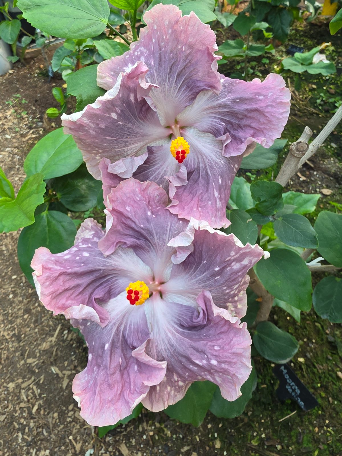 Moorea Vatina — Hybrid Hibiscus from Madeira's hybrid hibiscus nursery