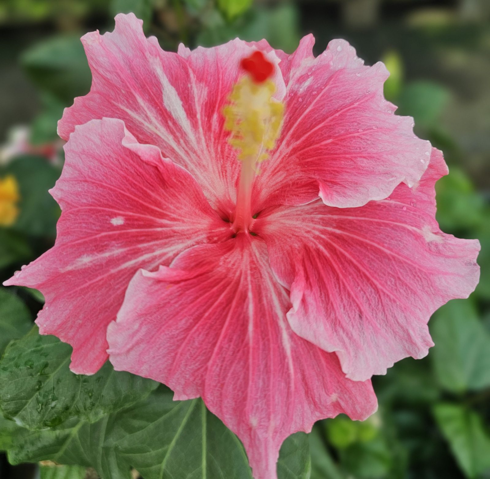LUV Kathy — Hybrid Hibiscus from Madeira's hybrid hibiscus nursery