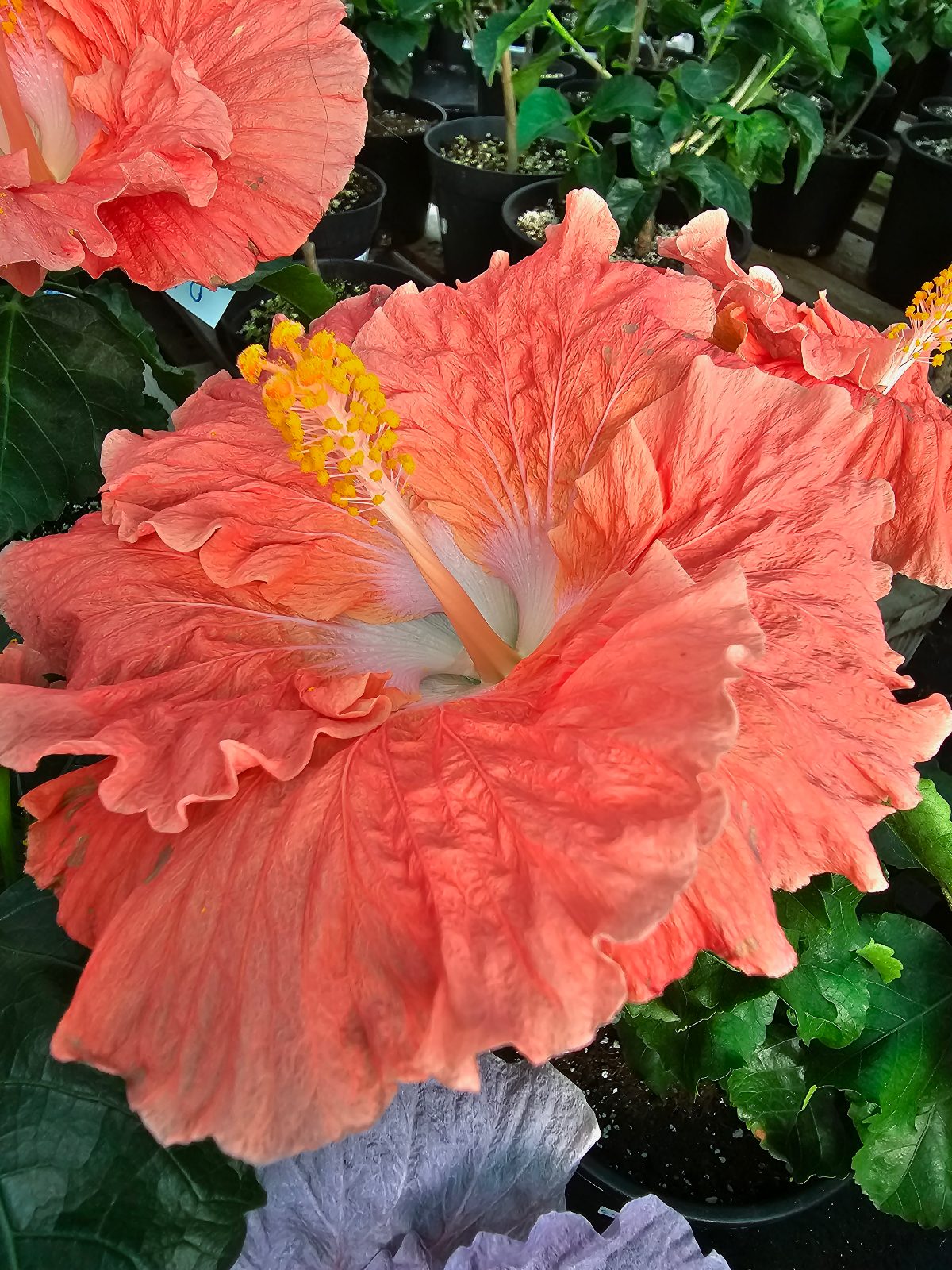 Watermelon Wine — Hybrid Hibiscus from Madeira's hybrid hibiscus nursery