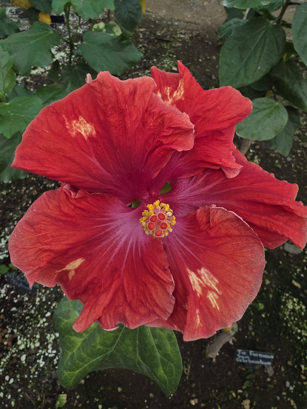 Taiwan Formosa Sun Celebration — Hybrid Hibiscus from Madeira's hybrid hibiscus nursery