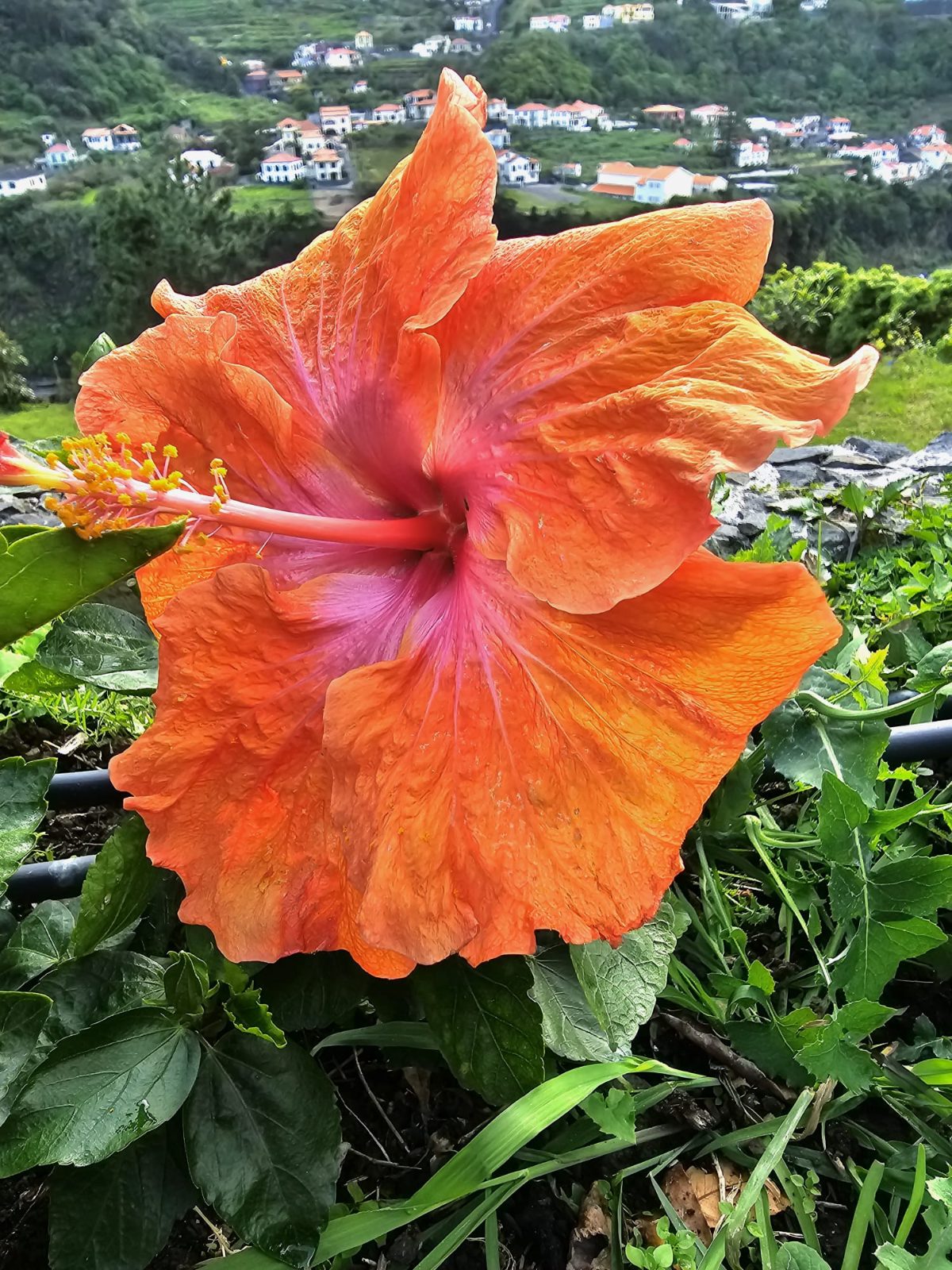 Hawaiian Tropical — Hybrid Hibiscus from Madeira's hybrid hibiscus nursery