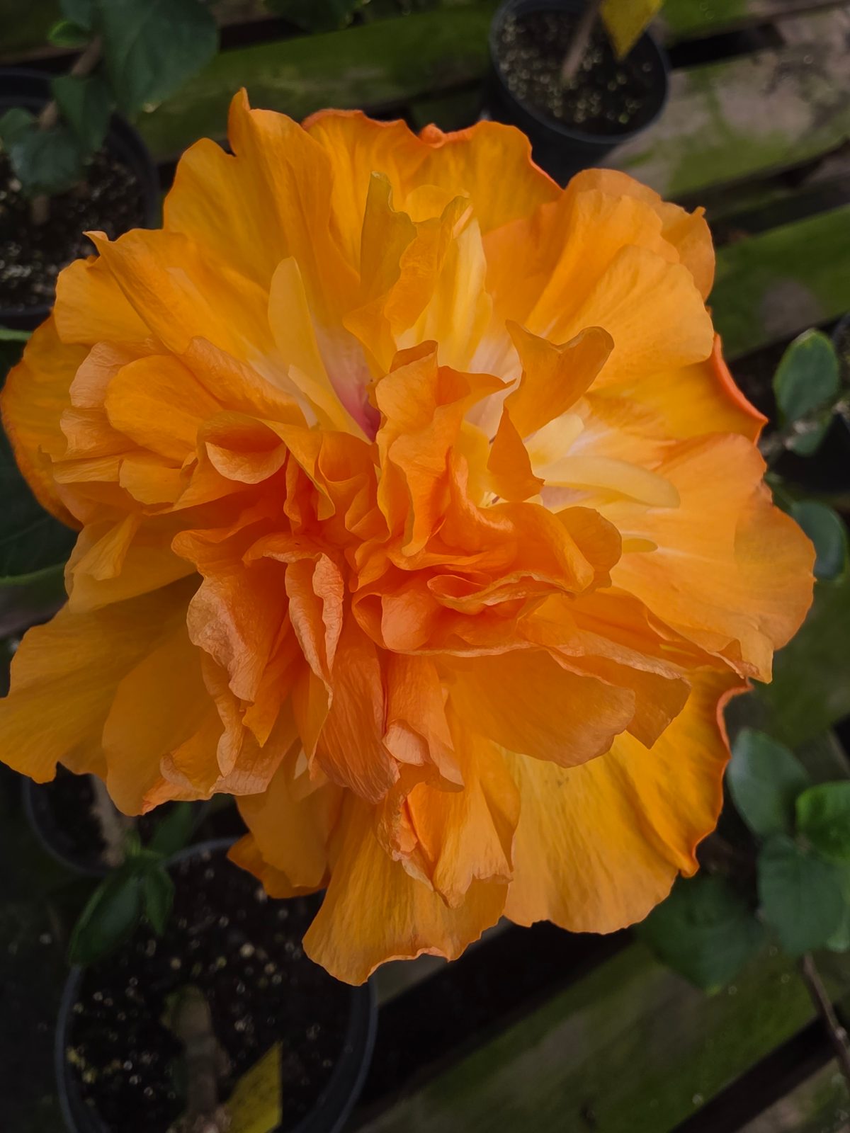 Mango Moon — Hybrid Hibiscus from Madeira's hybrid hibiscus nursery