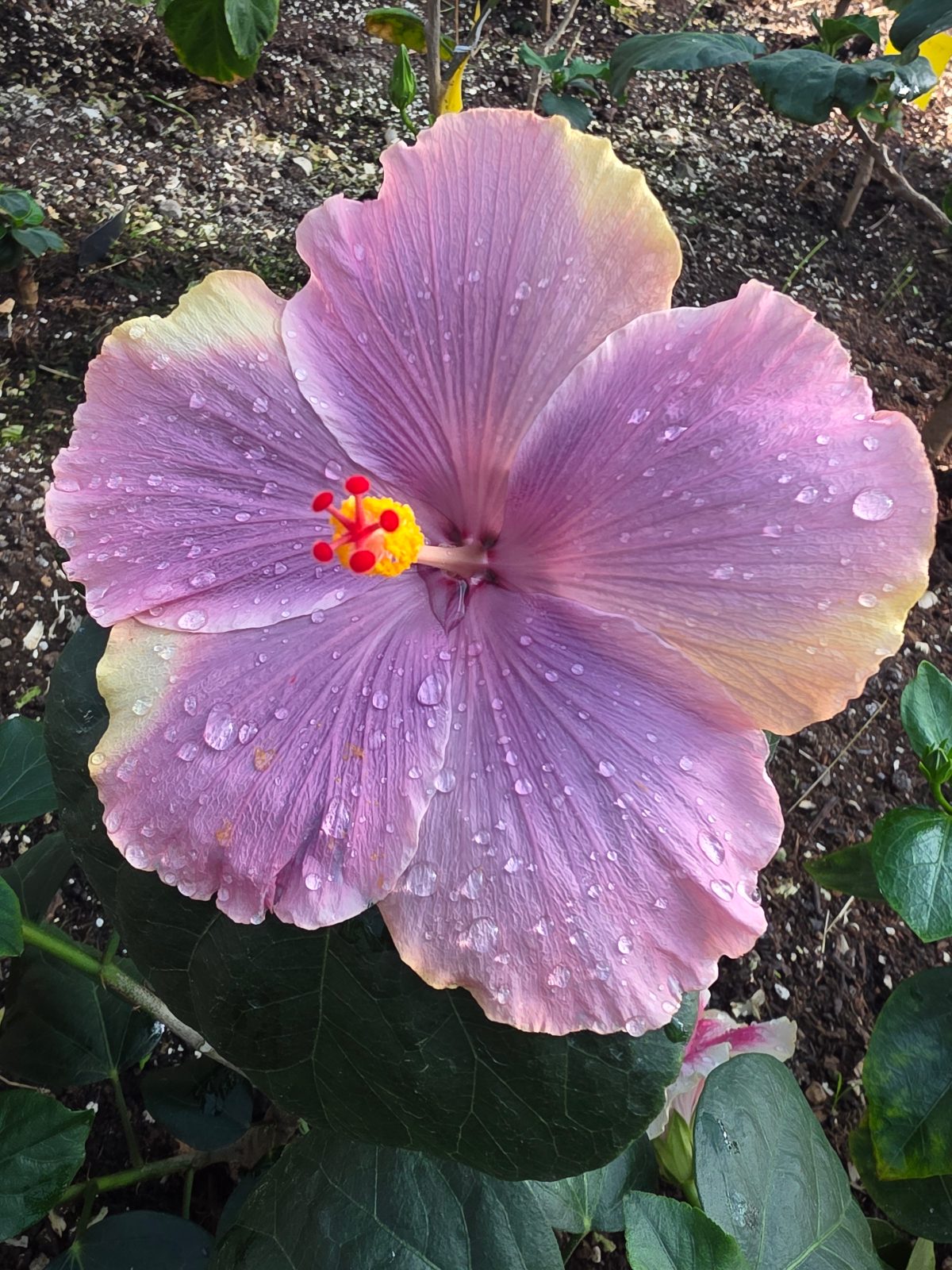 Evening Vibes — Hybrid Hibiscus from Madeira's hybrid hibiscus nursery