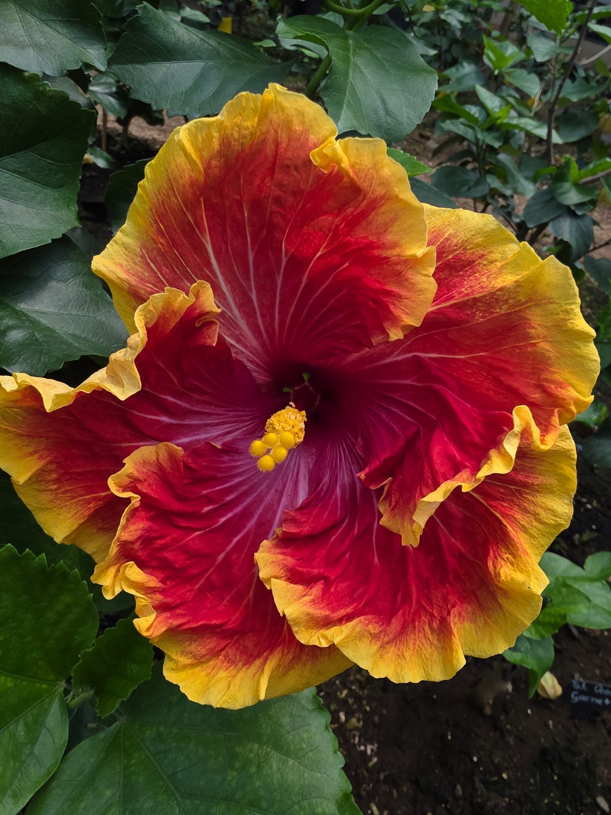 Tahitian orange Garnet — Hybrid Hibiscus from Madeira's hybrid hibiscus nursery