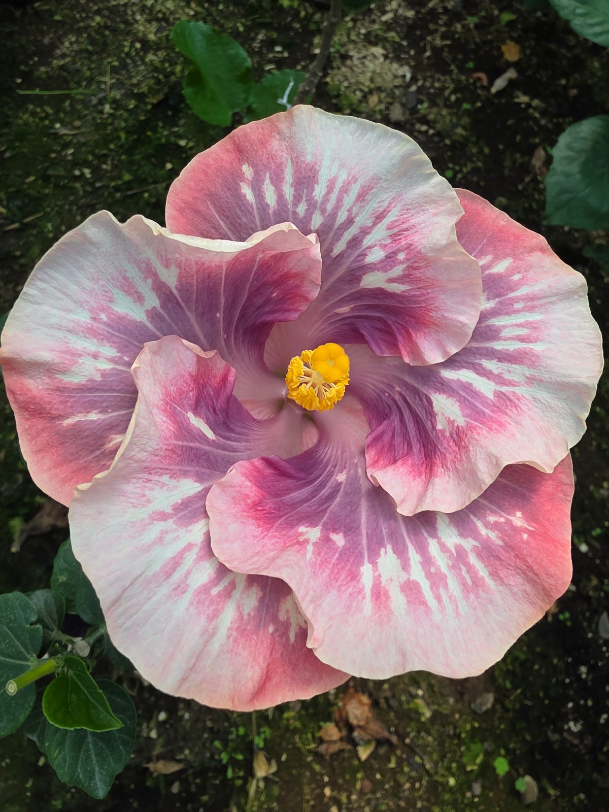 Chis Garden Coral Sea — Hybrid Hibiscus from Madeira's hybrid hibiscus nursery