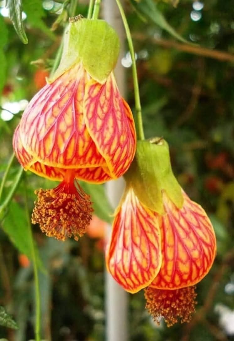 Lantern Hibiscus — Rosa Sinensis from Madeira's hybrid hibiscus nursery