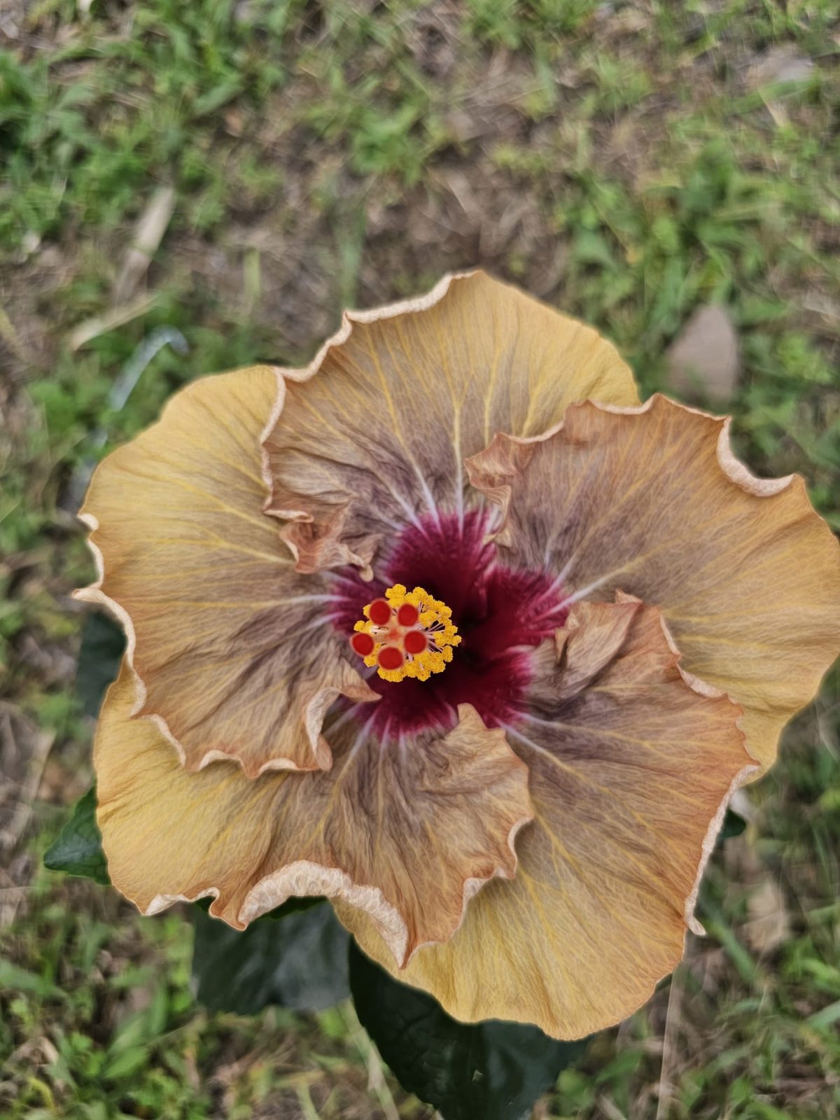 Nightmare — Hybrid Hibiscus from Madeira's hybrid hibiscus nursery
