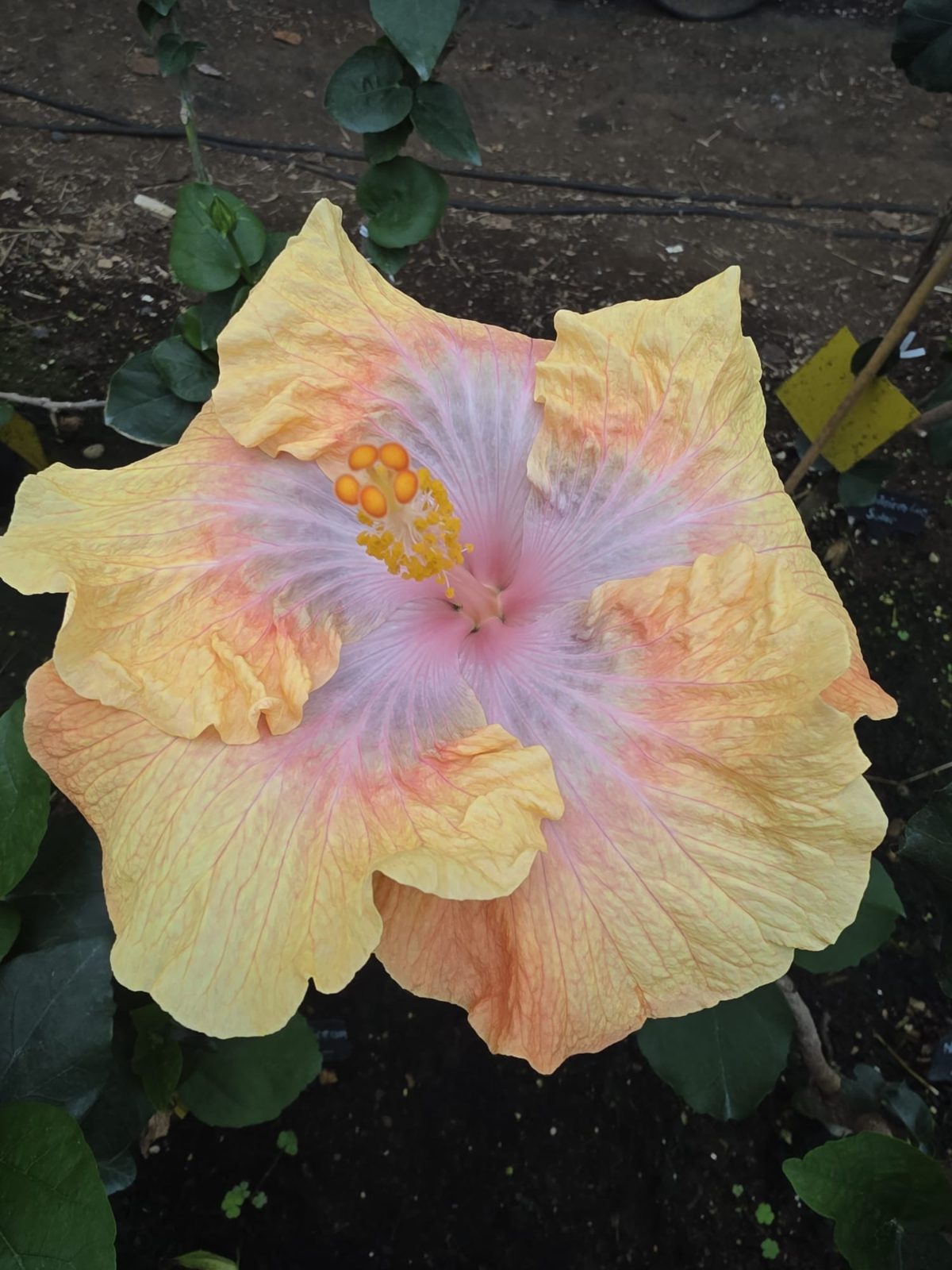 Madeira Luz Solar — Hybrid Hibiscus from Madeira's hybrid hibiscus nursery