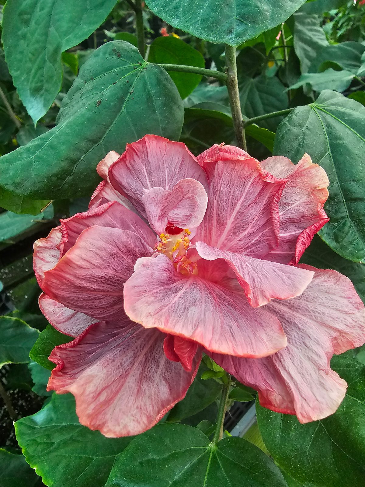 Caribbean Lavender Ice — Hybrid Hibiscus from Madeira's hybrid hibiscus nursery