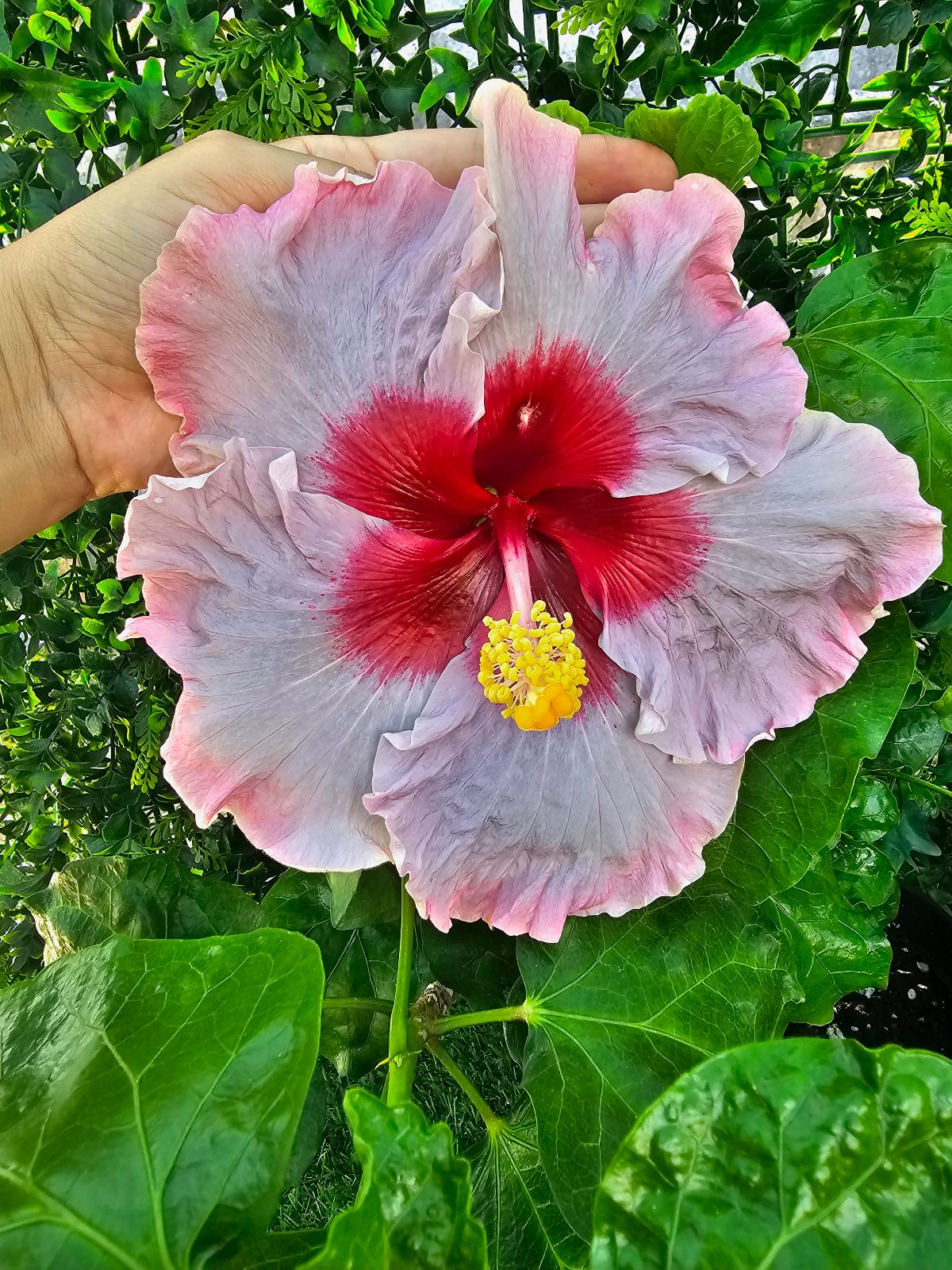 Beau Vie — Hybrid Hibiscus from Madeira's hybrid hibiscus nursery