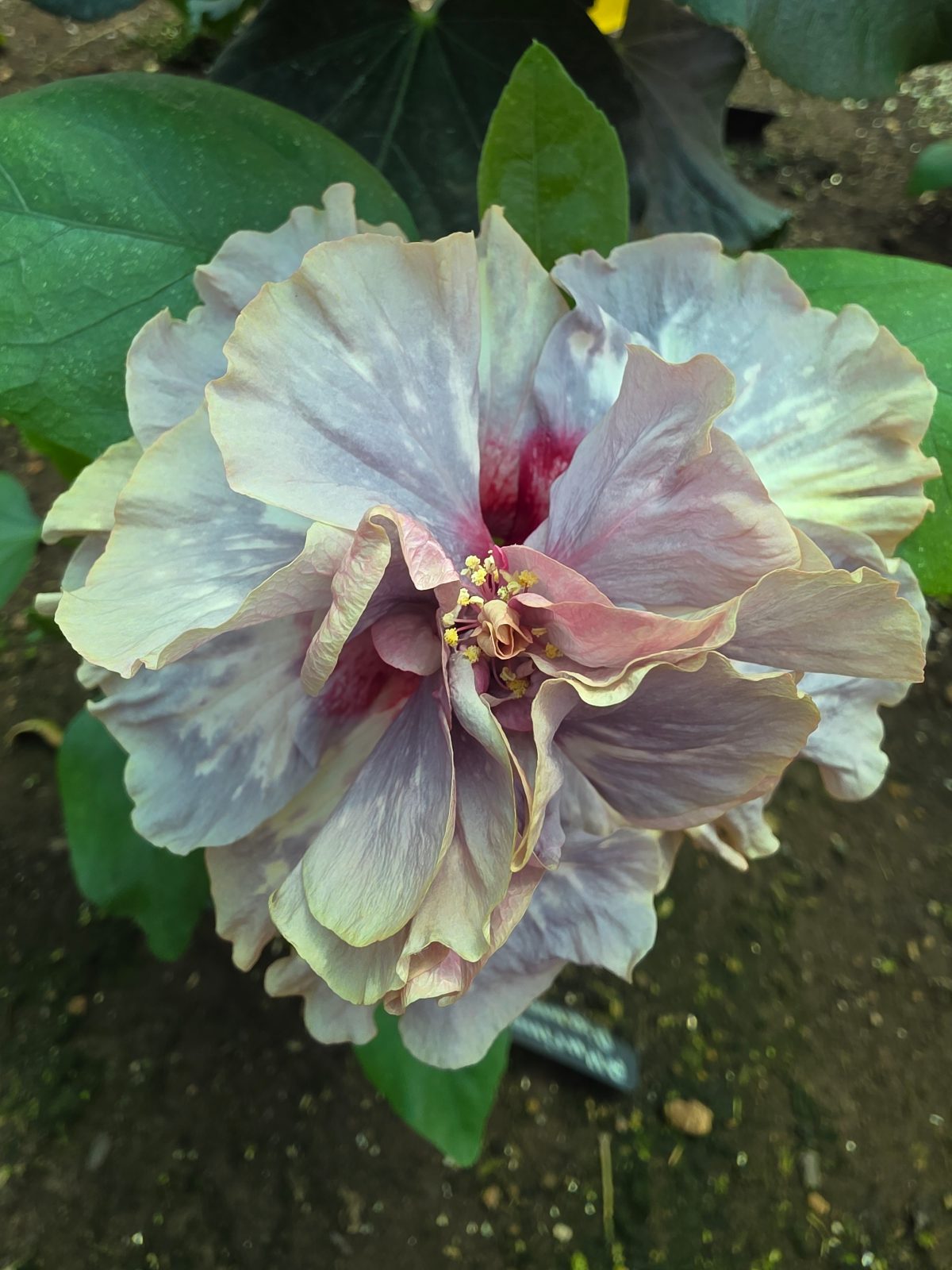 Alluring Diamond — Hybrid Hibiscus from Madeira's hybrid hibiscus nursery